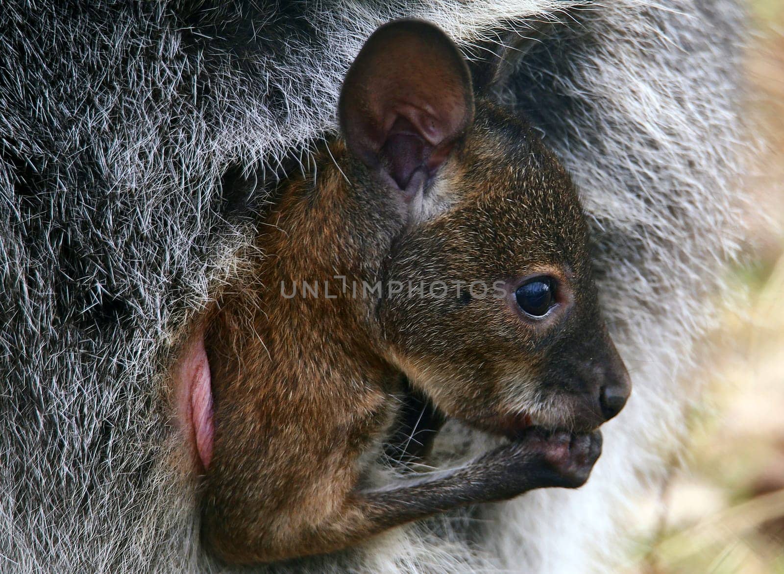 Offspring of the red-necked wallaby Macropus rufogriseus
