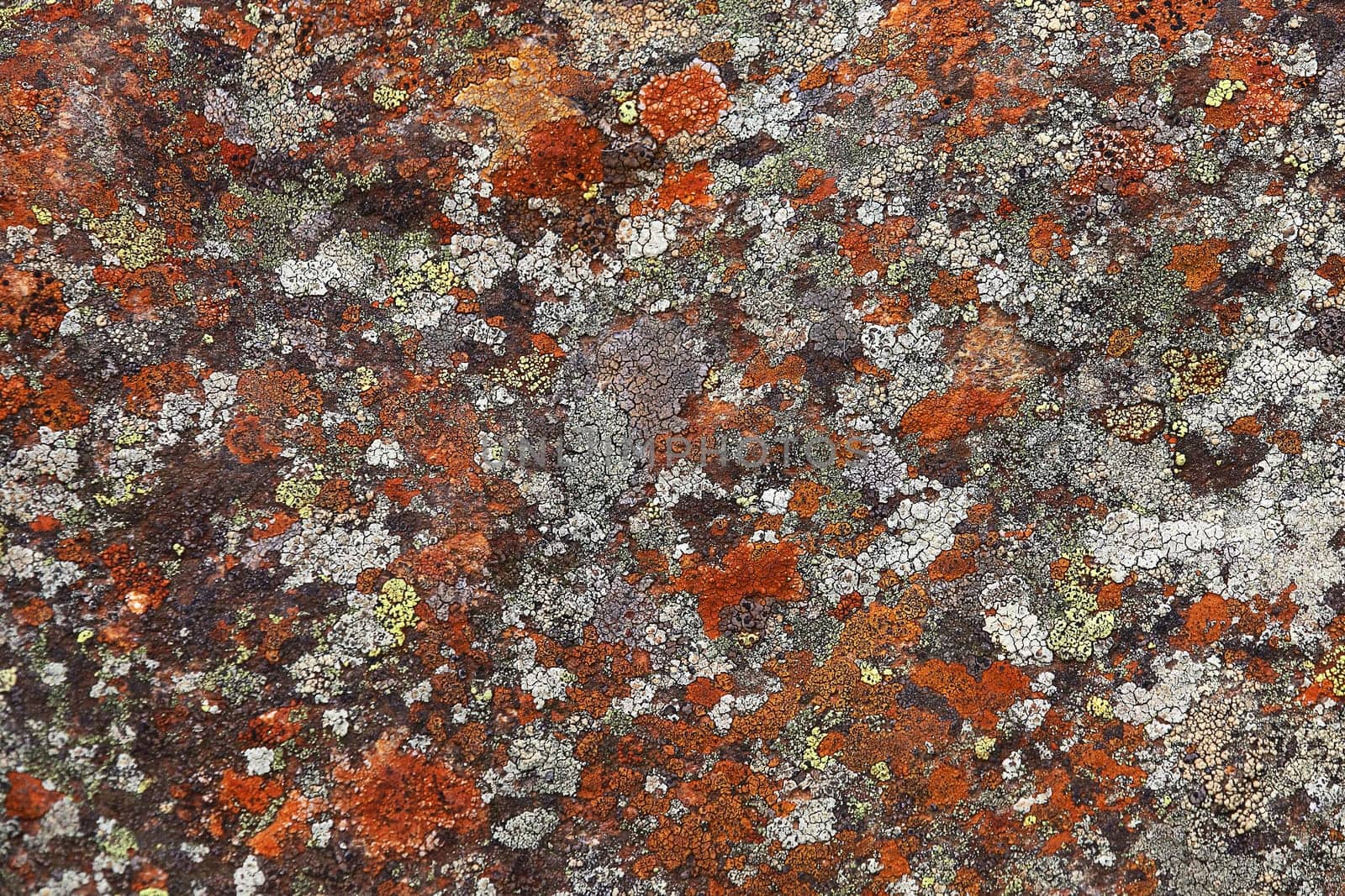 Colourful lichen growth on rocks in the Felbertal near Mittersill