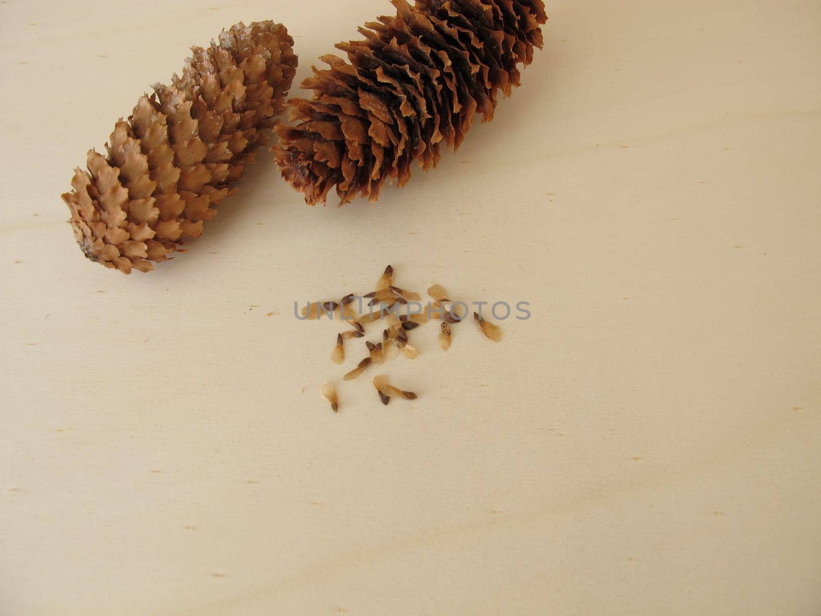 Cones and seeds of the blue spruce on a wooden board