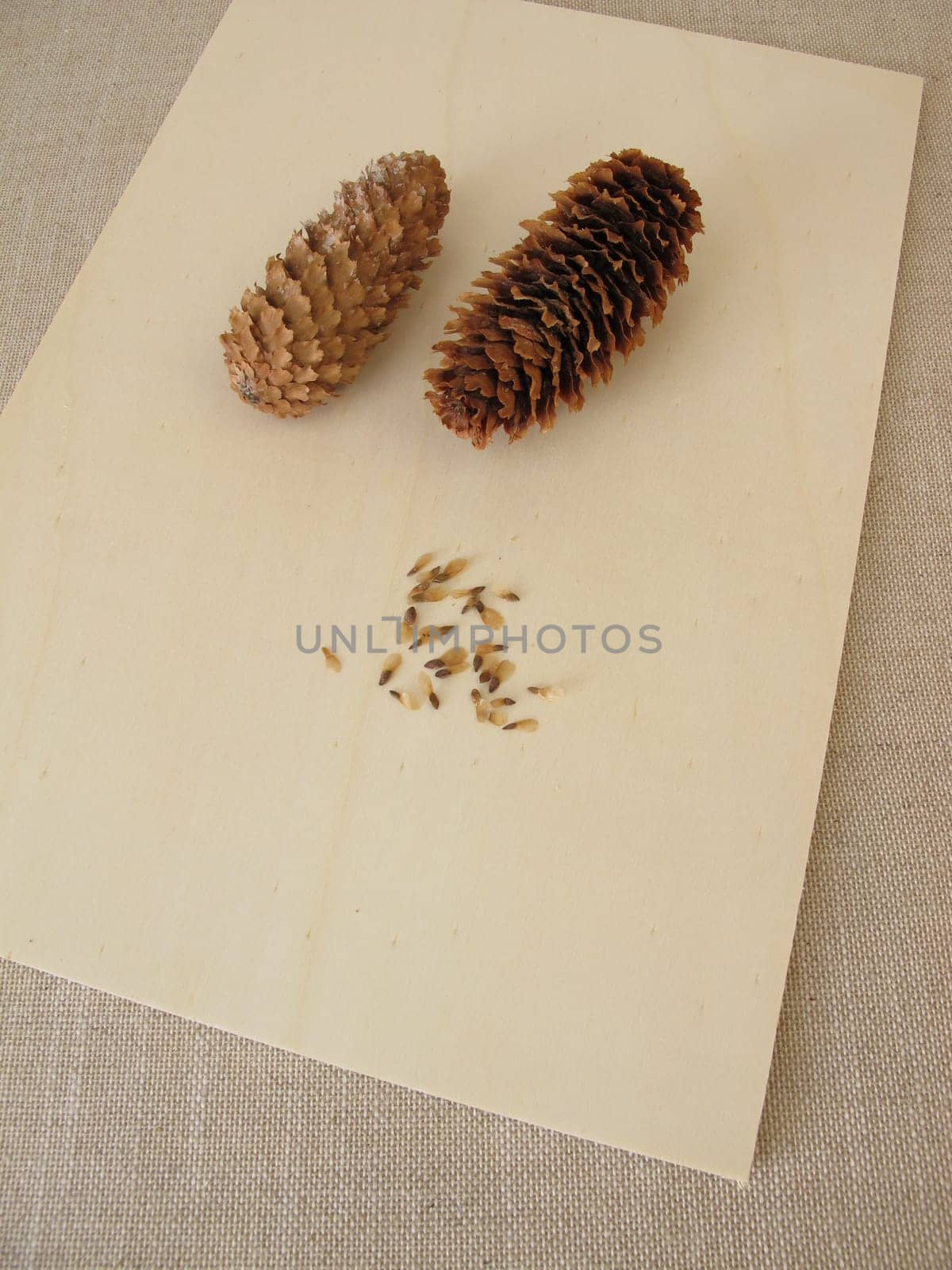 Cones and seeds of the blue spruce on a wooden board