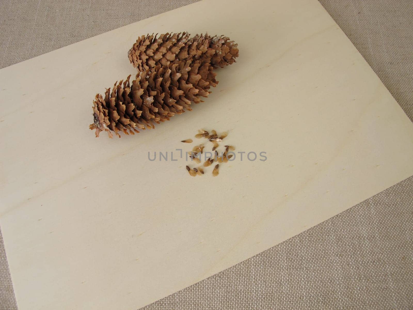 Cones and seeds of the blue spruce on a wooden board