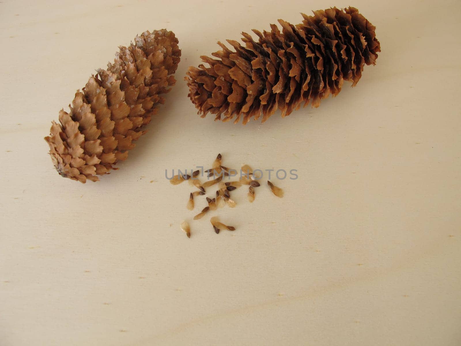 Cones and seeds of the blue spruce on a wooden board