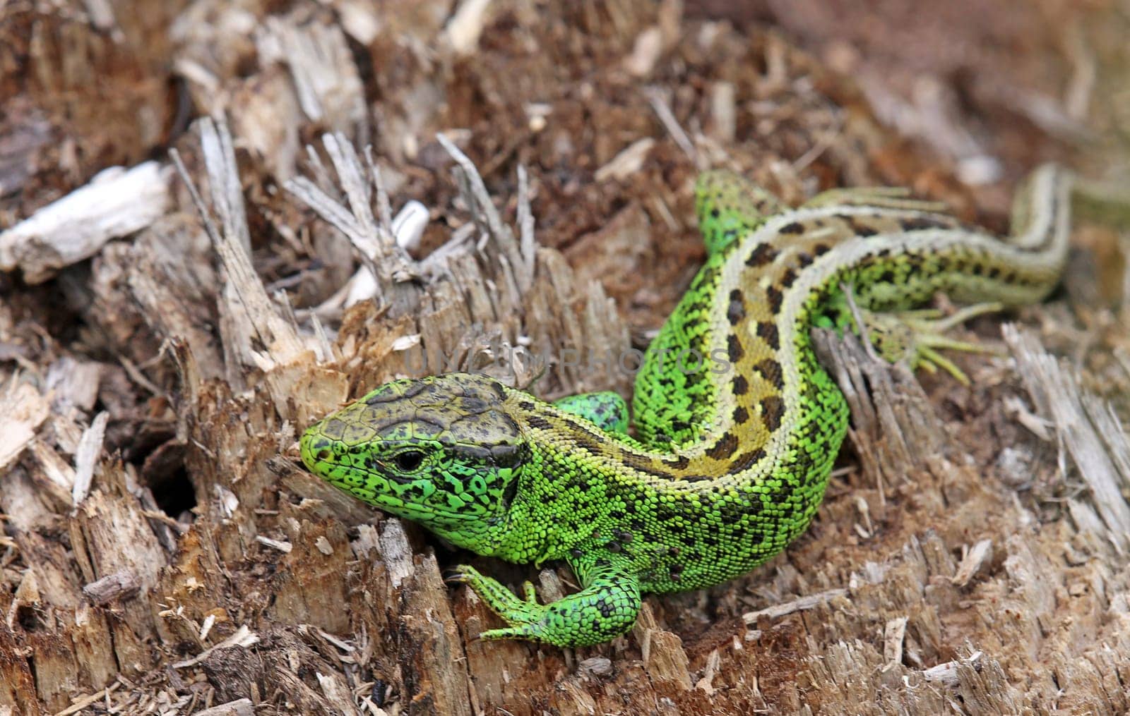 Male sand lizard Lacerta agilis