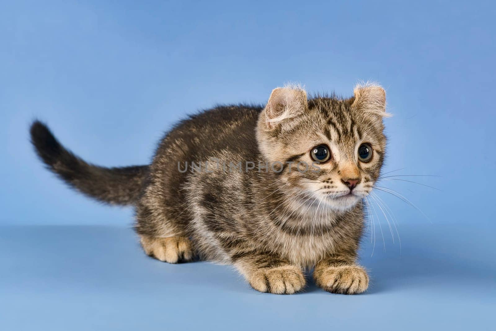 Pedigree cat American Curl (Felis silvestris catus),ducks,black tabby blotched,cub,10 weeks,blue background
