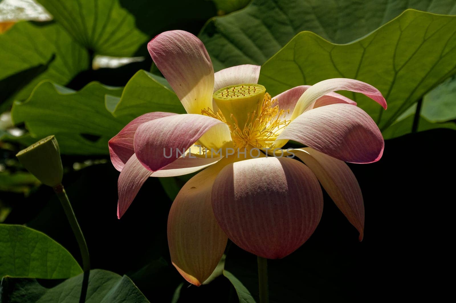 Lotus flower