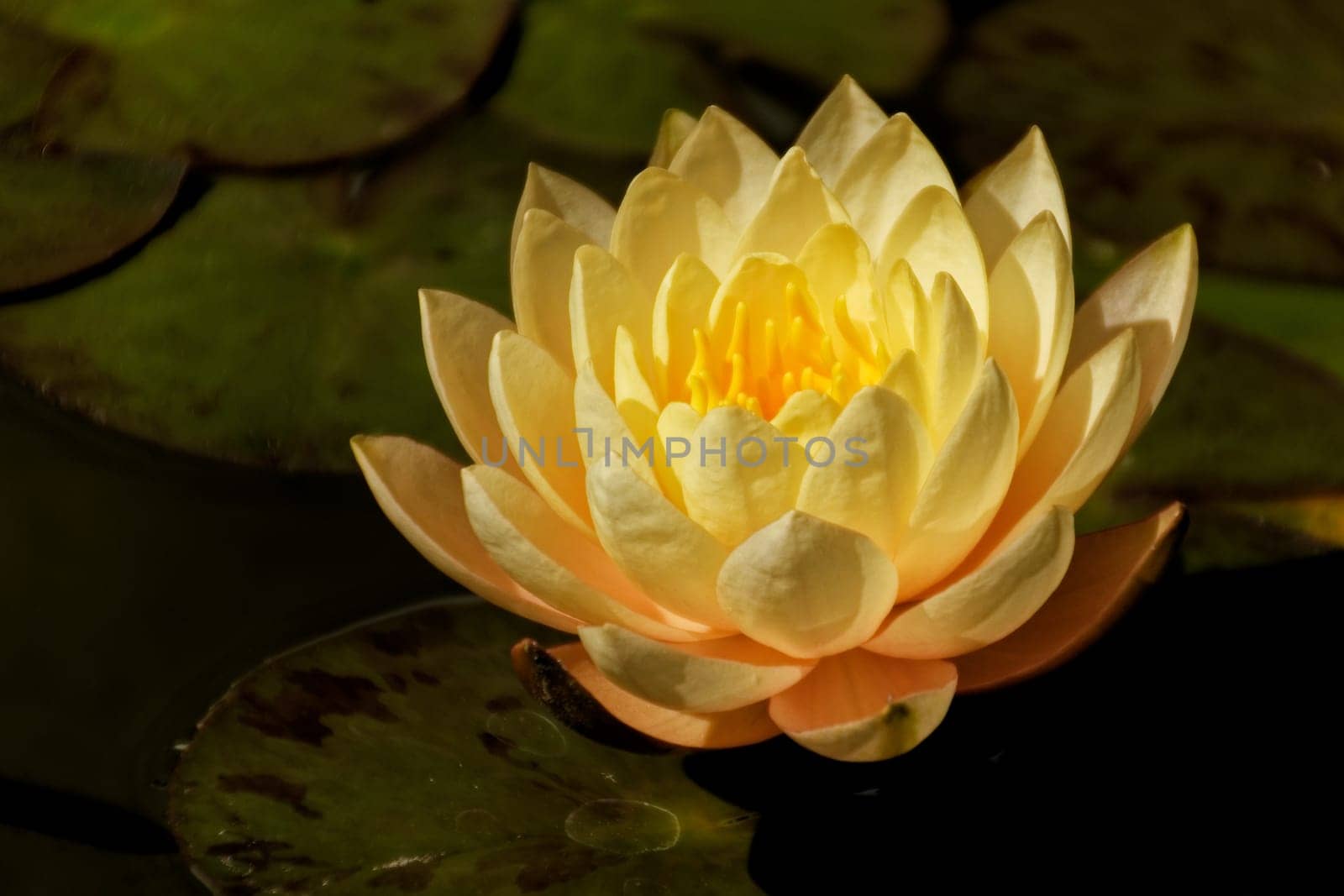 Water lily
