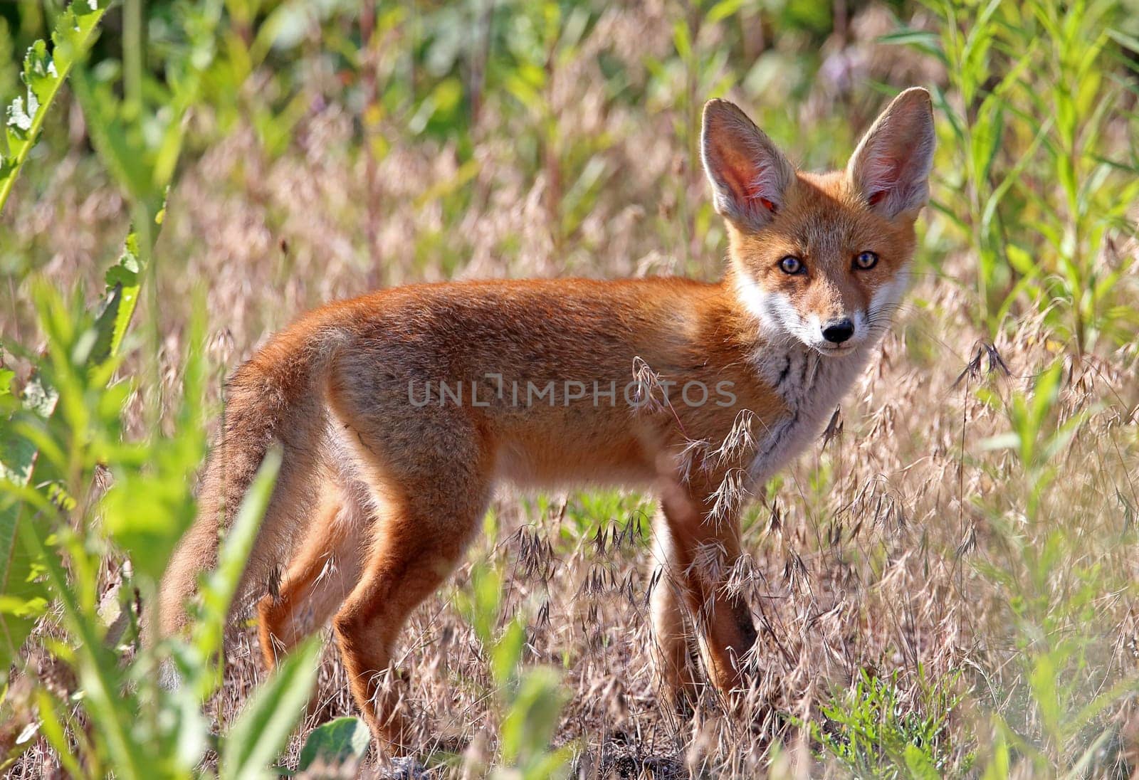Encounter with a red fox Vulpes vulpes in the evening light