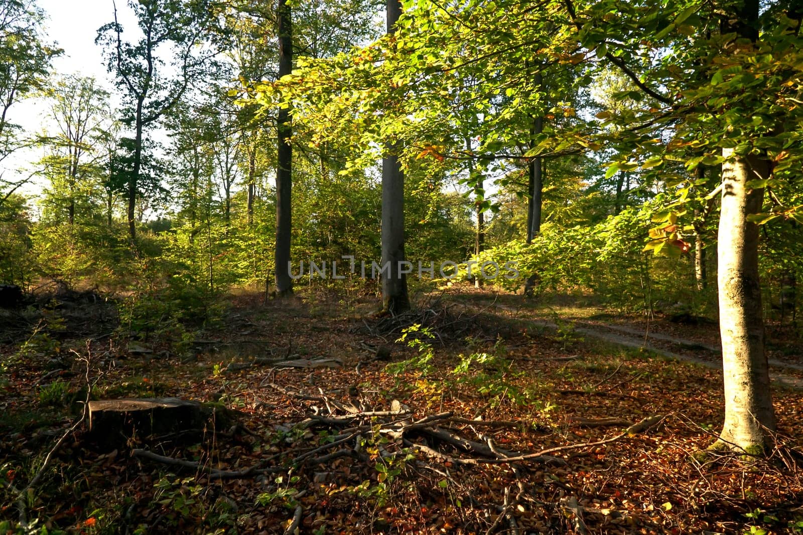 Scenic landscape with trees in forest in autumn.
