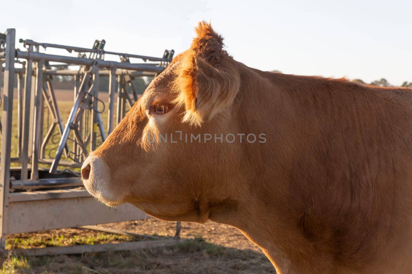 Head from a Cow in a rural Landscape sideways