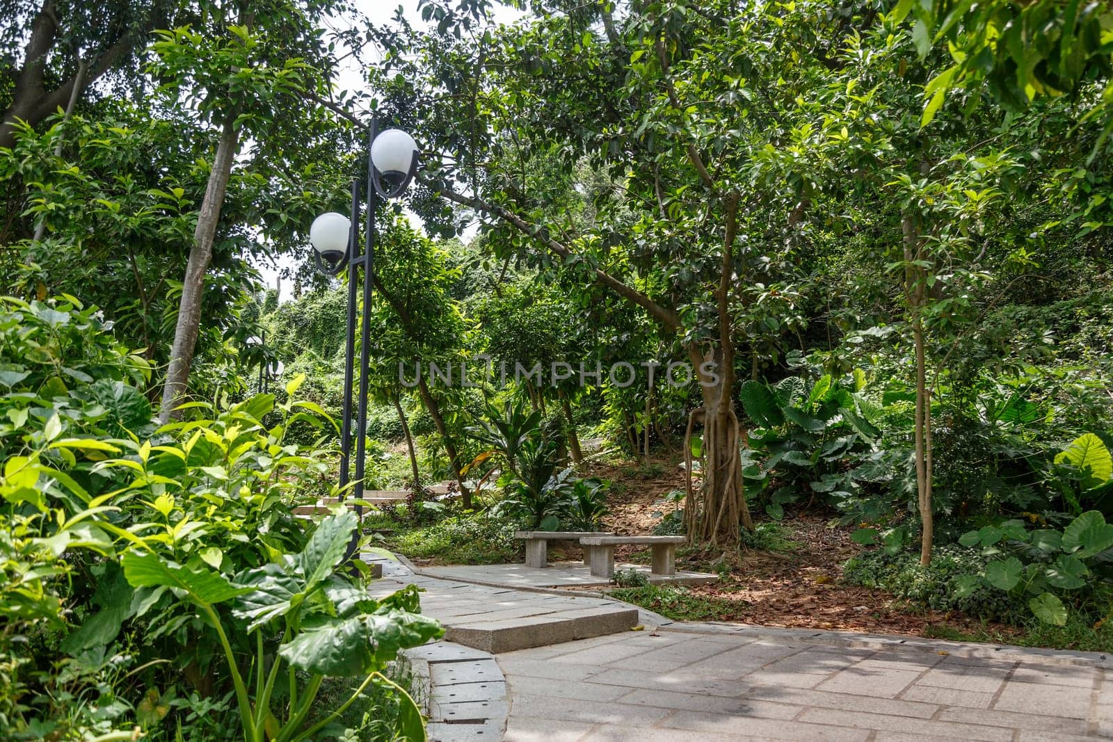 Stone walkway in a city park of tropical trees, Shenzhen, China