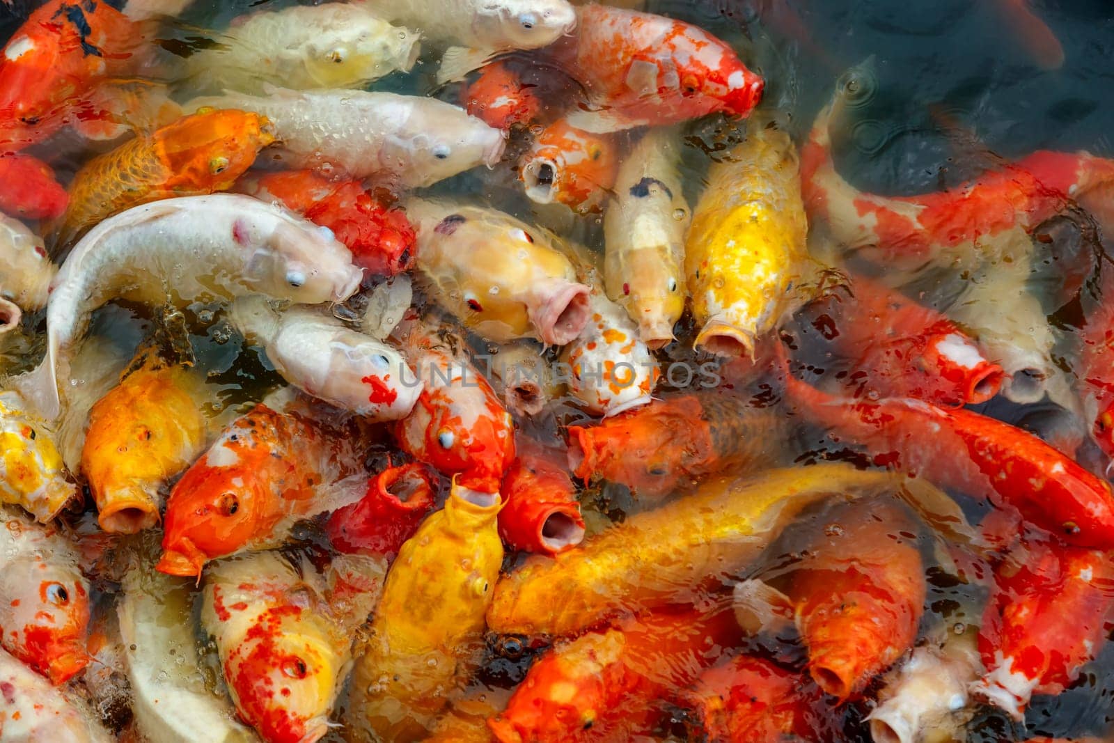 group of multi-colored koi carps fighting for food