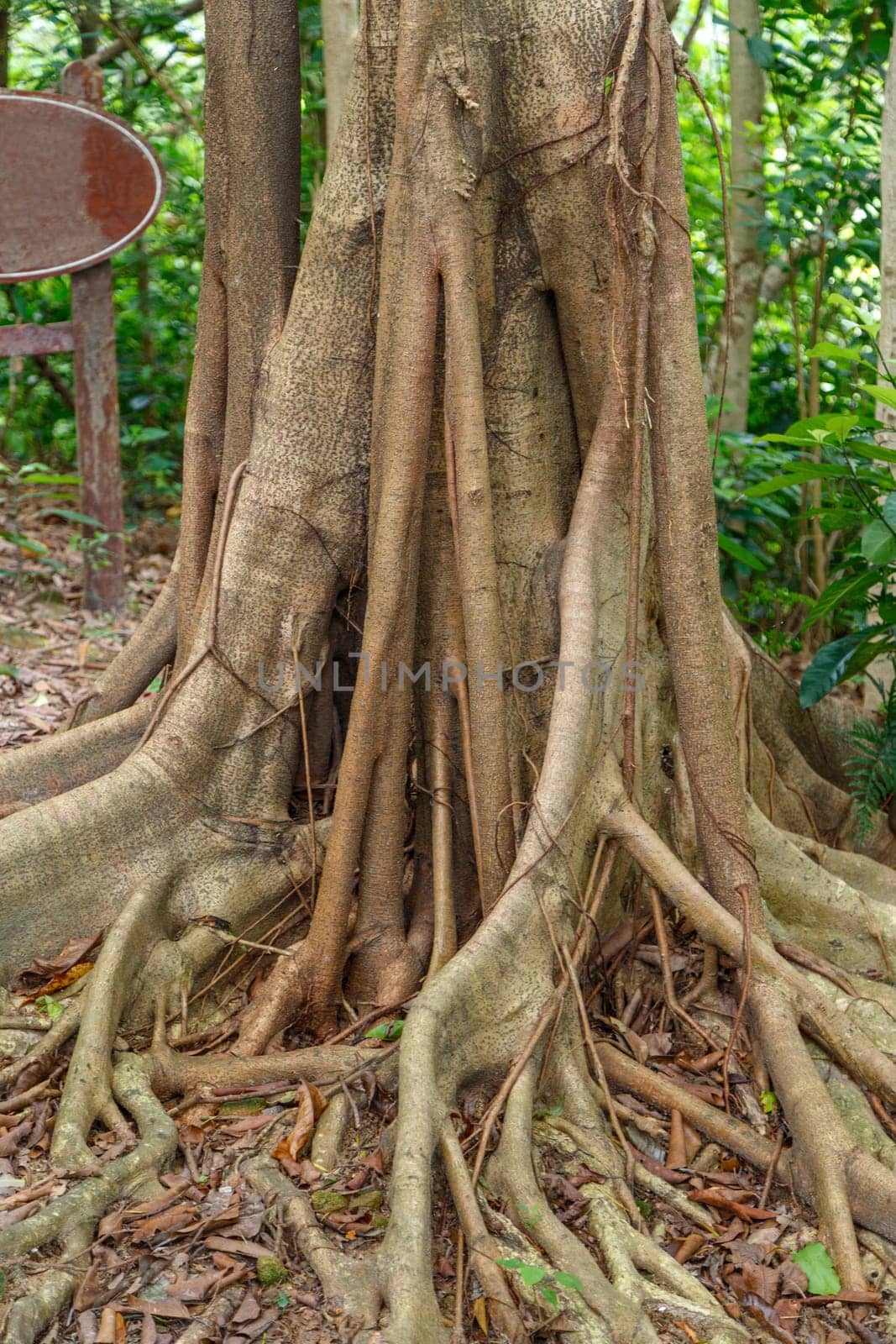 Hanging roots of an exotic tropical tree brown color merging with nature and leaving in the ground
