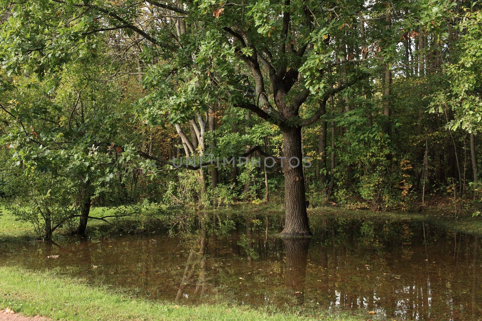 rainforest landscape oak tree reflected in the water