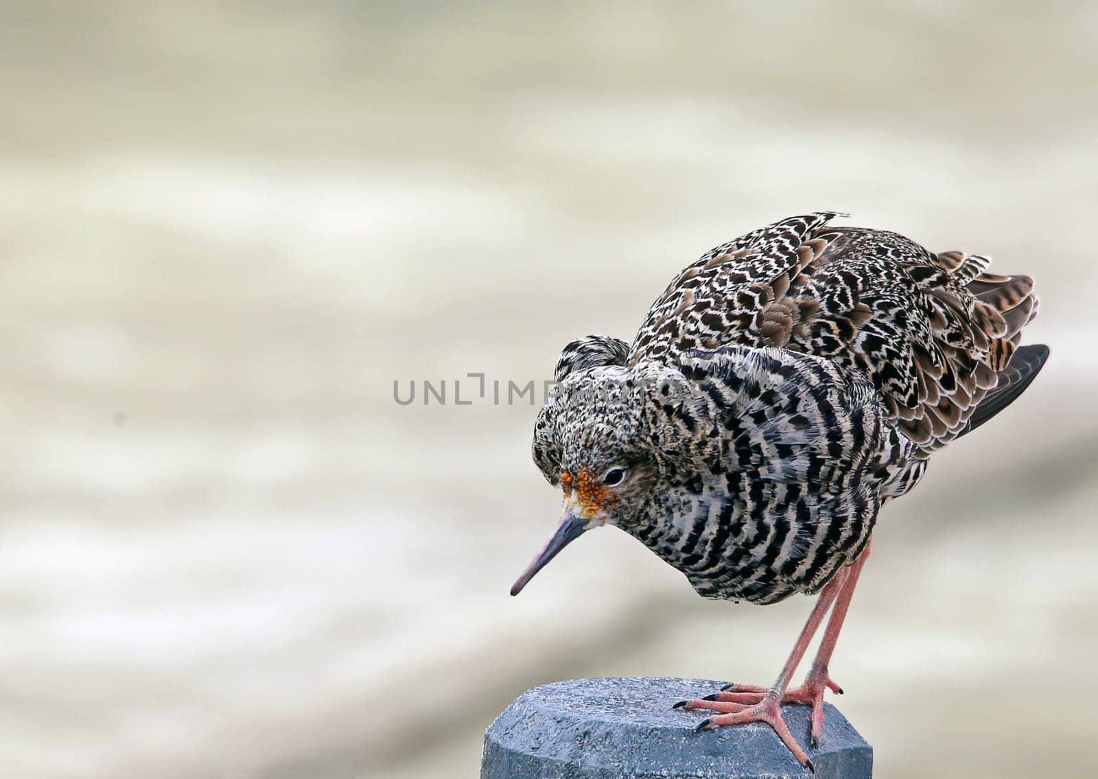 Telephoto Walker Philomachus pugnax