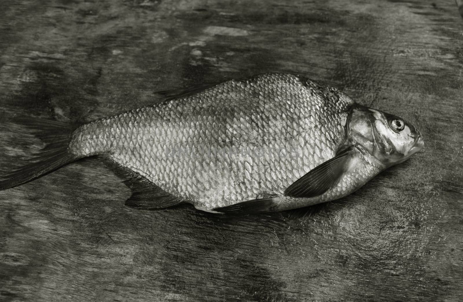 freshly caught bream with large scales on the gray weathered wooden board black and white