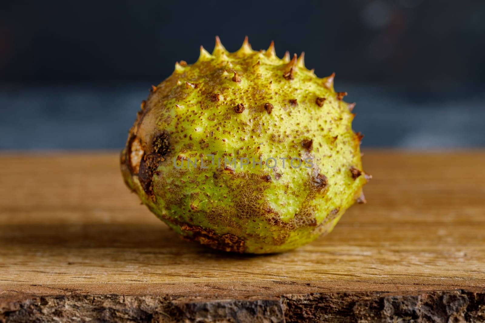 Unopened chestnut on a wooden surface green with spikes