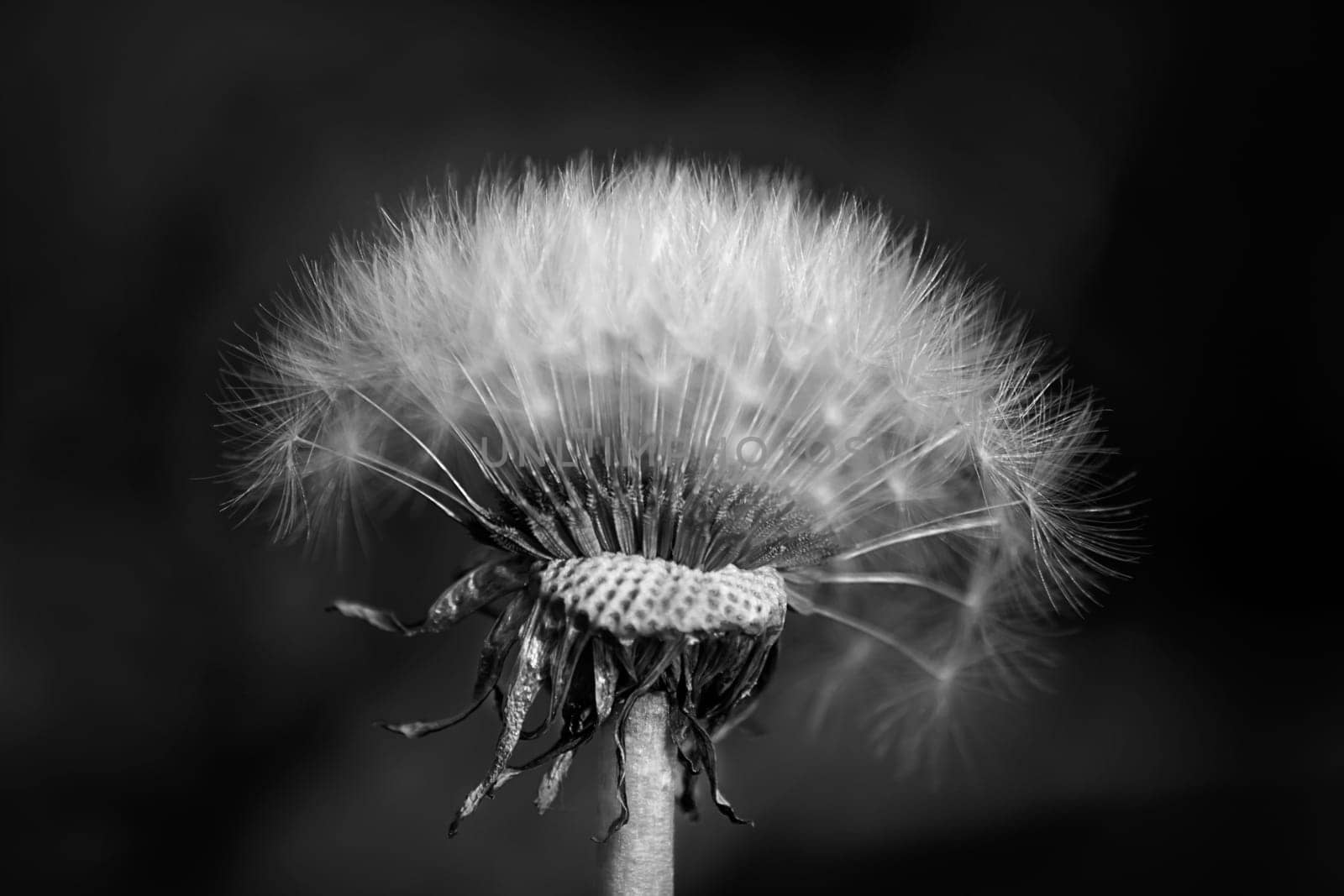 Photo of one dandelion taken close-up. Macro shoto. Black and white photo.