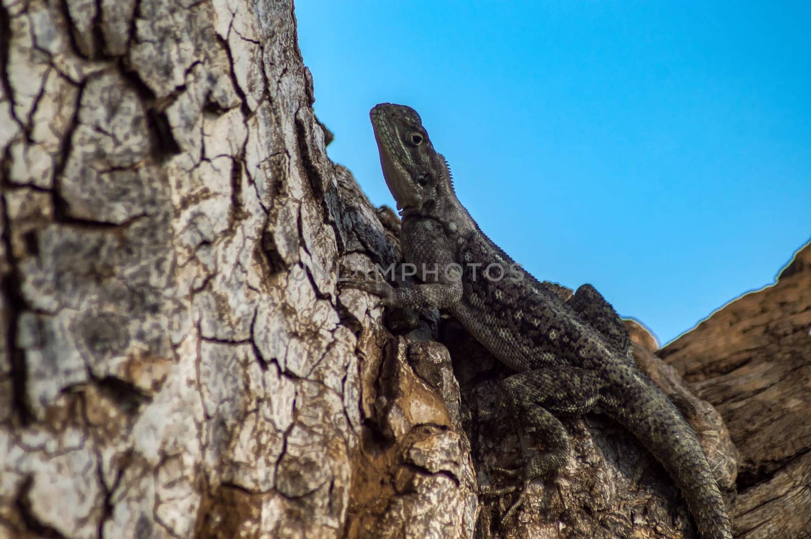 Lezard mey color led the coits on substing on a summer in samburu park in the center of Kenya