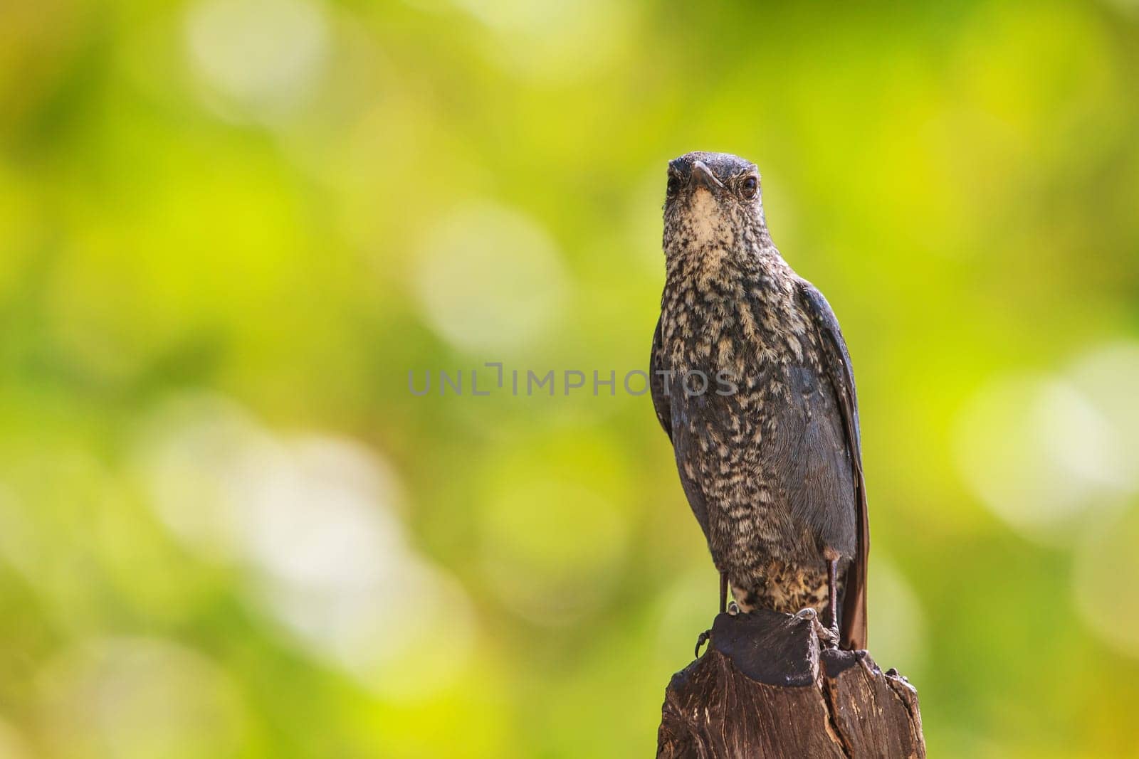 Blue Rock Thrush bird (Monticola solitarius) standing in nature