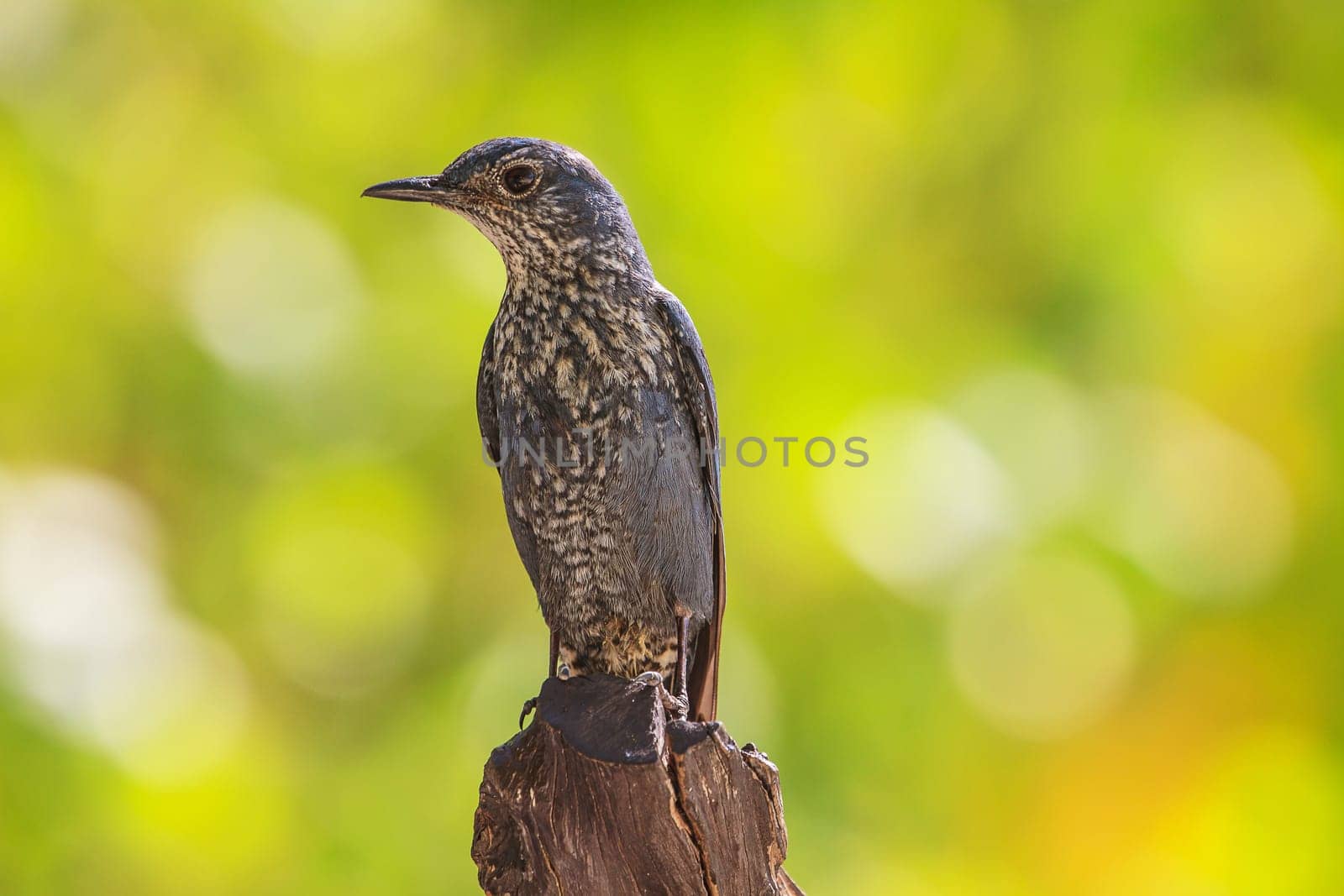 Blue Rock Thrush bird (Monticola solitarius) standing in nature