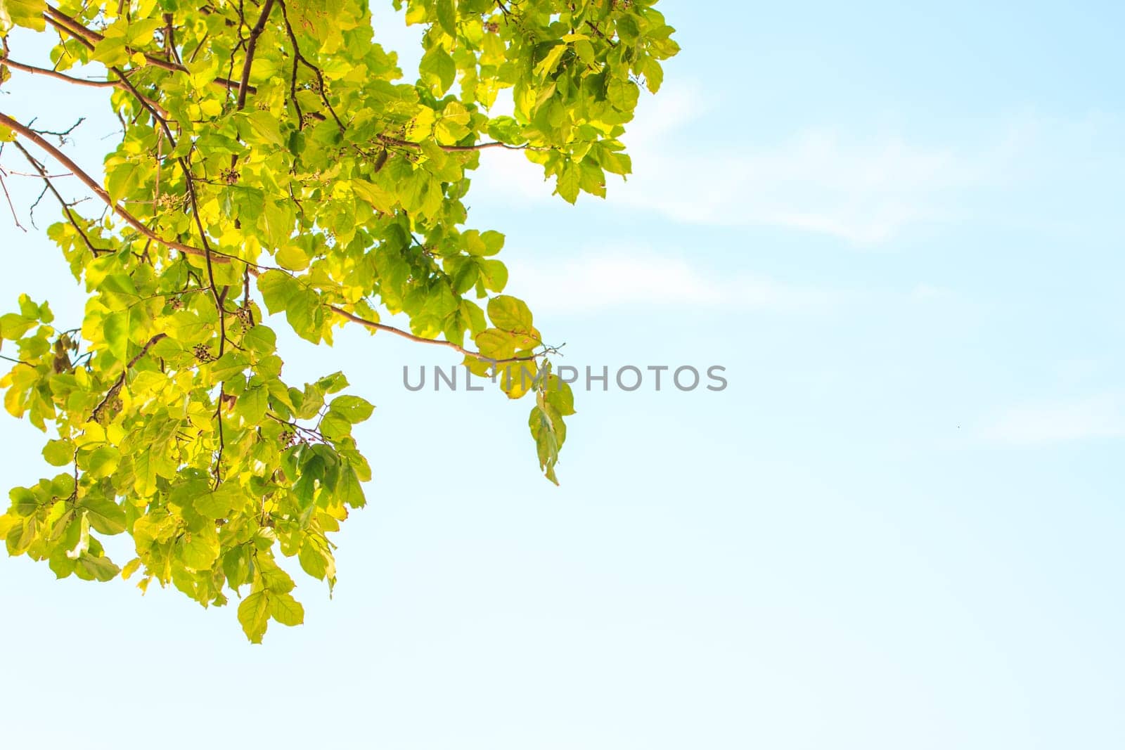 Green leaves on background,  can be used as background