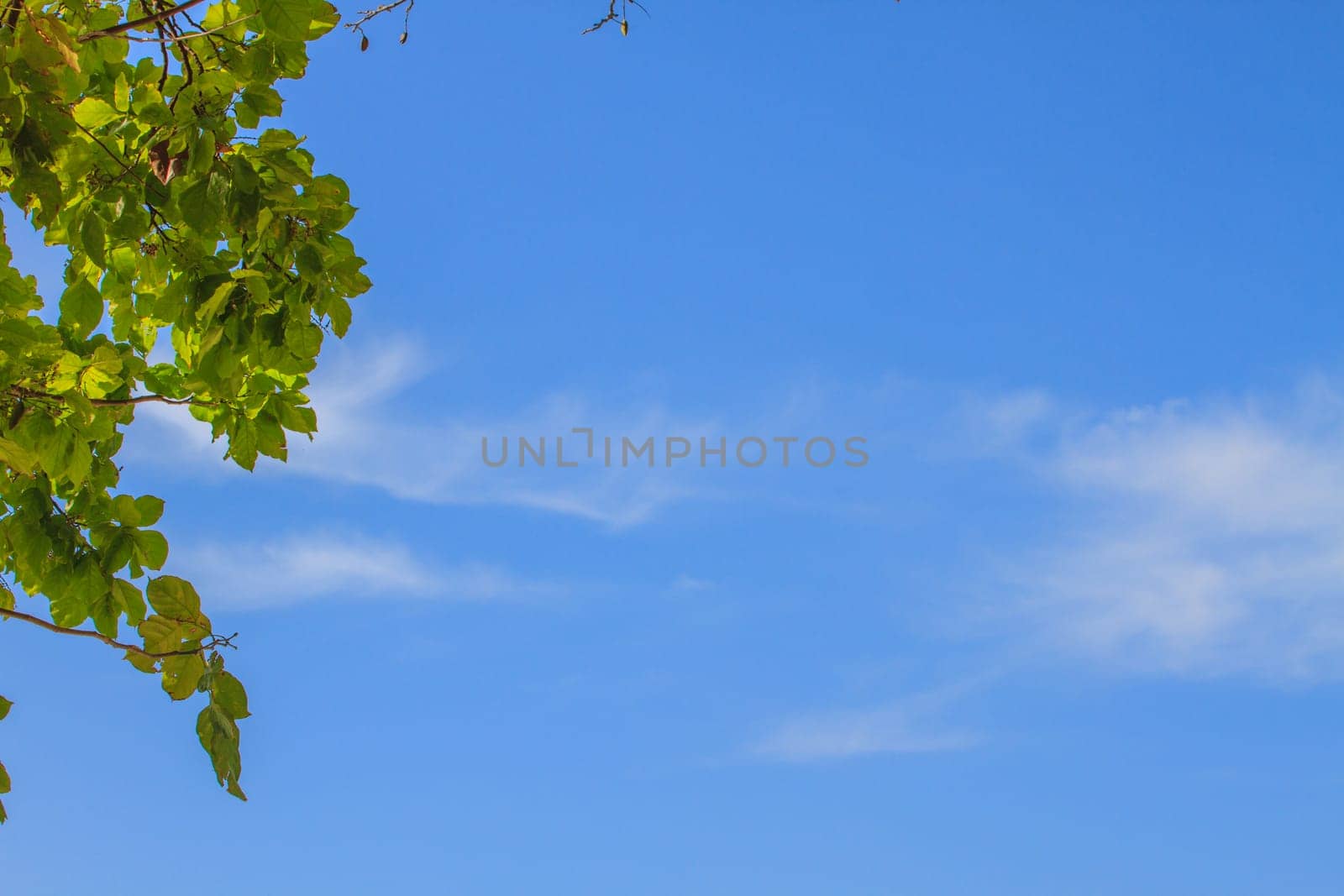 Green leaves on background,  can be used as background