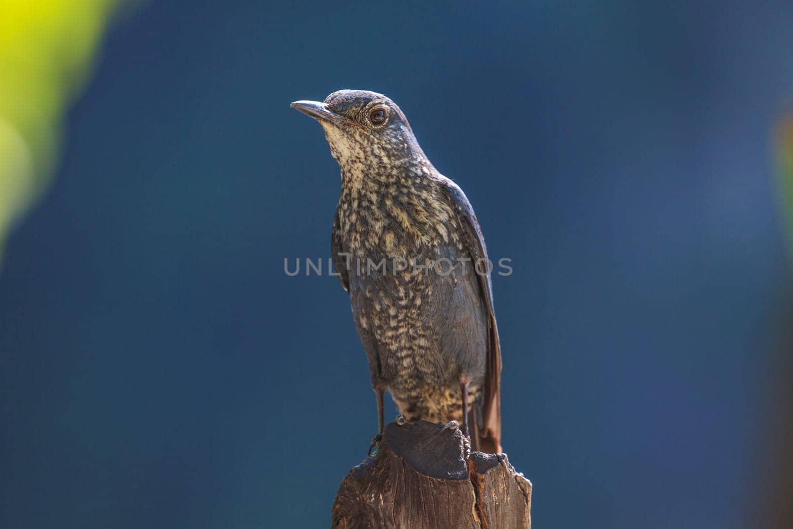 Blue Rock Thrush bird (Monticola solitarius) standing in nature