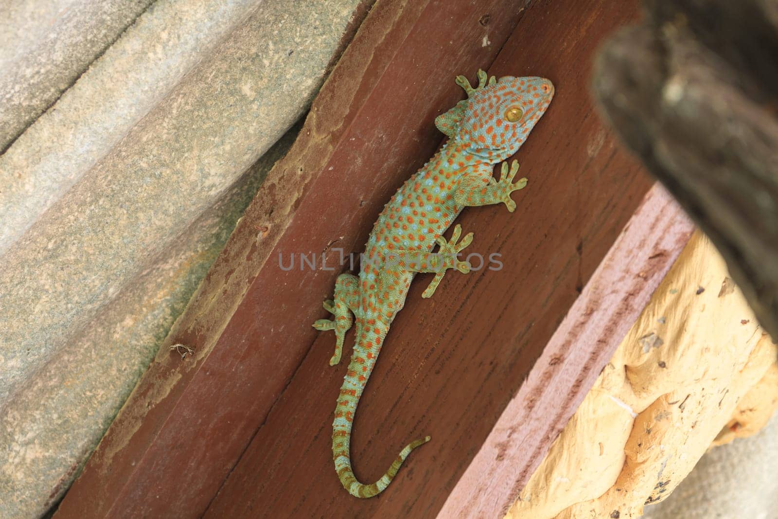 Close up Thailand gecko on wall in home