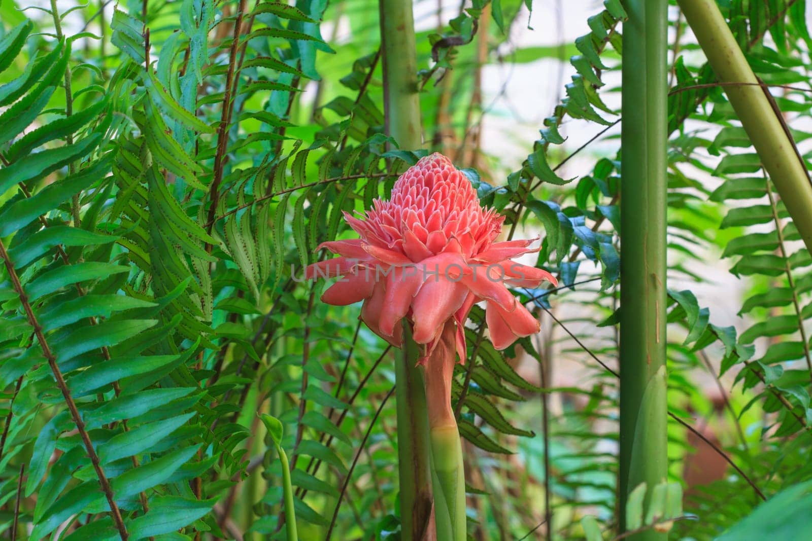 flowers from Thailand, Etlingera Elatior or Red Torch Ginger