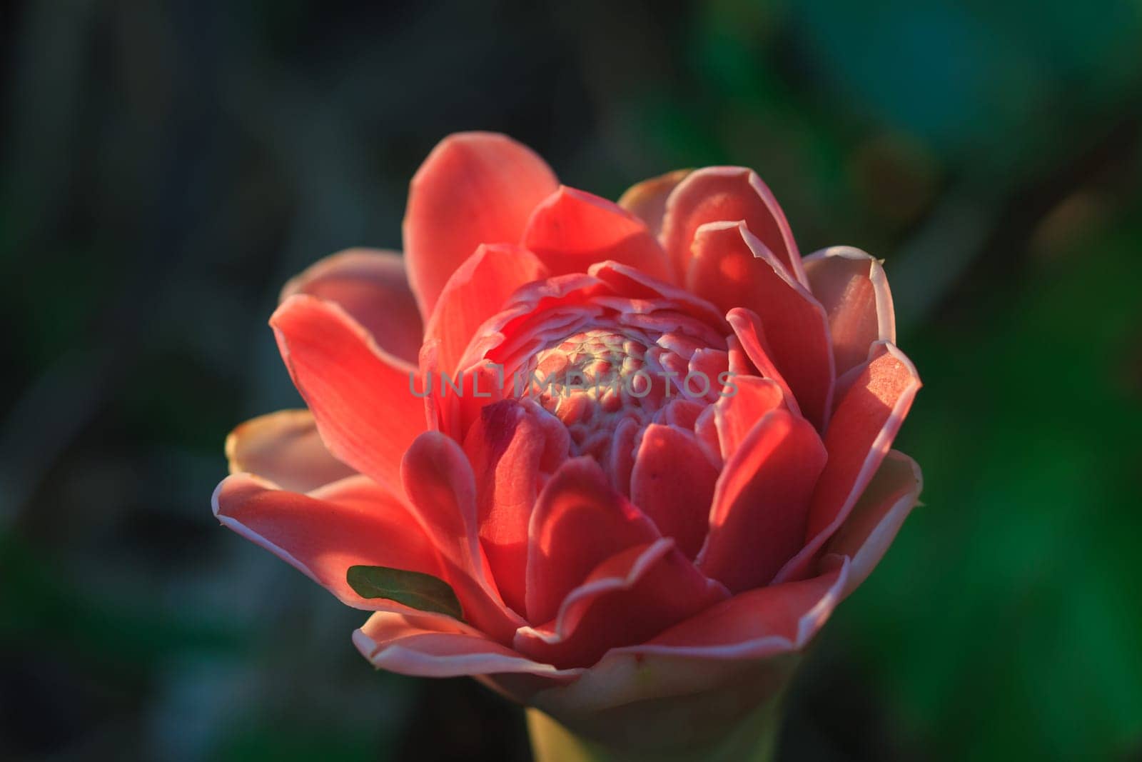 Abstract flower with sunray,  Etlingera Elatior or Red Torch Ginger