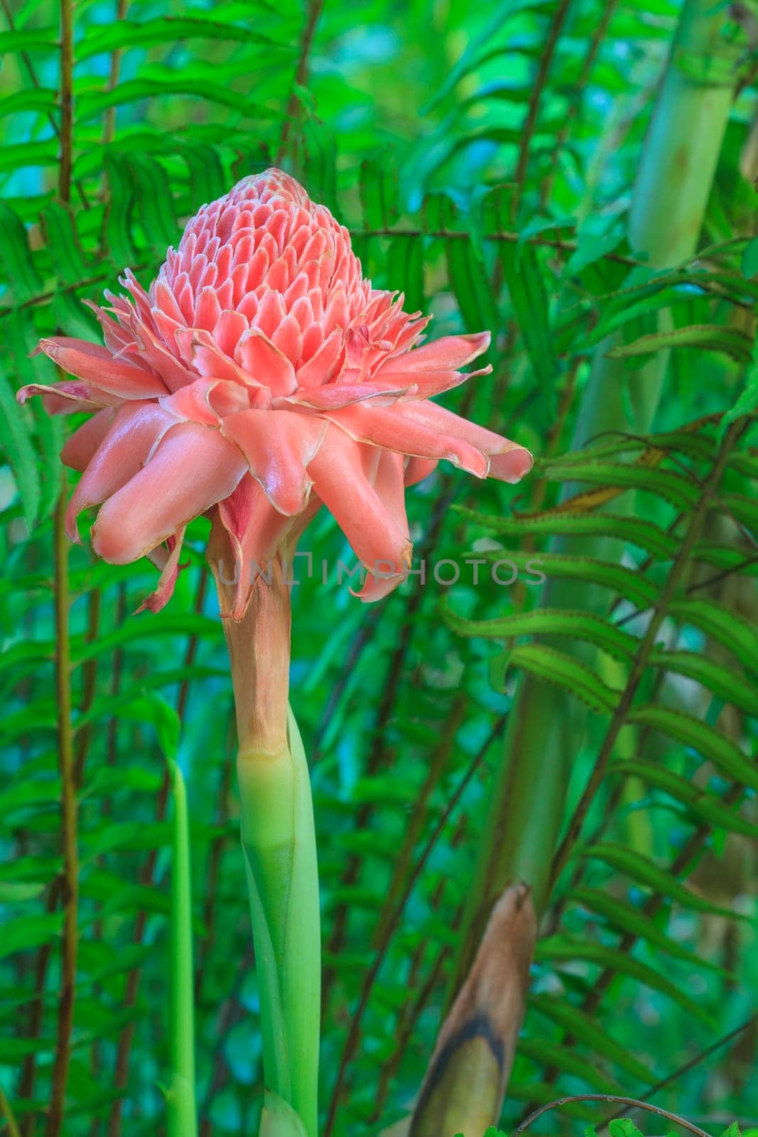 flowers from Thailand, Etlingera Elatior or Red Torch Ginger