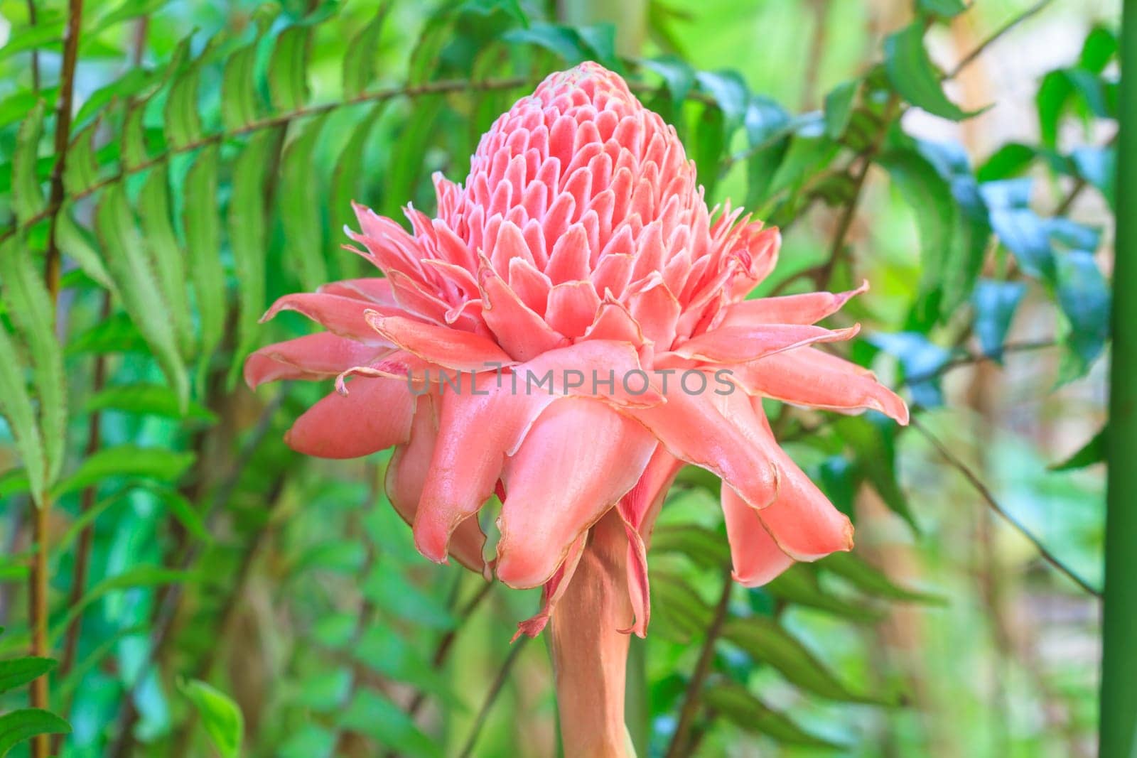 flowers from Thailand, Etlingera Elatior or Red Torch Ginger