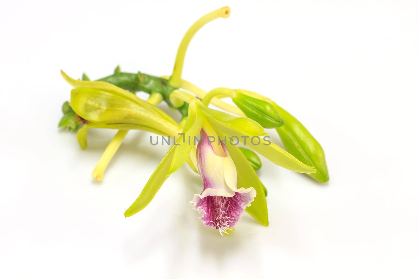 Vanilla pilifera Rare species wild orchids on white background