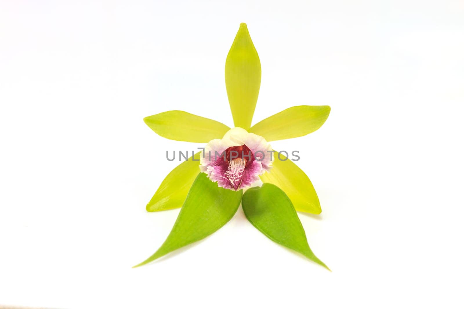 Vanilla pilifera Rare species wild orchids on white background