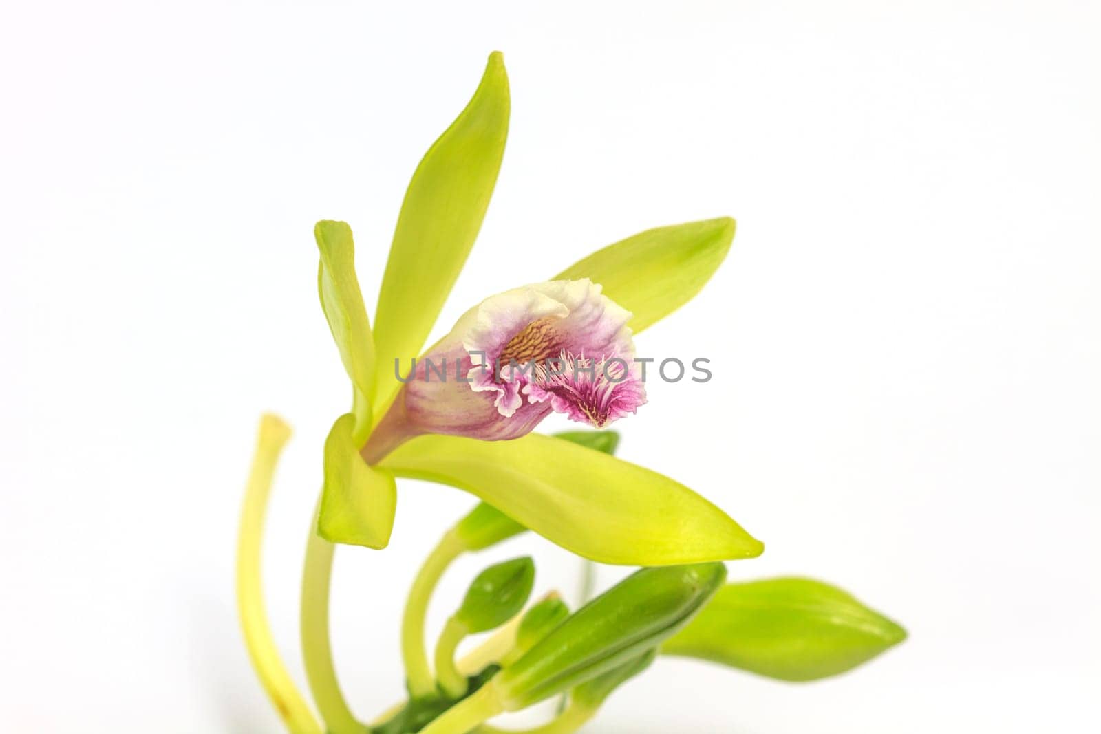 Vanilla pilifera Rare species wild orchids on white background