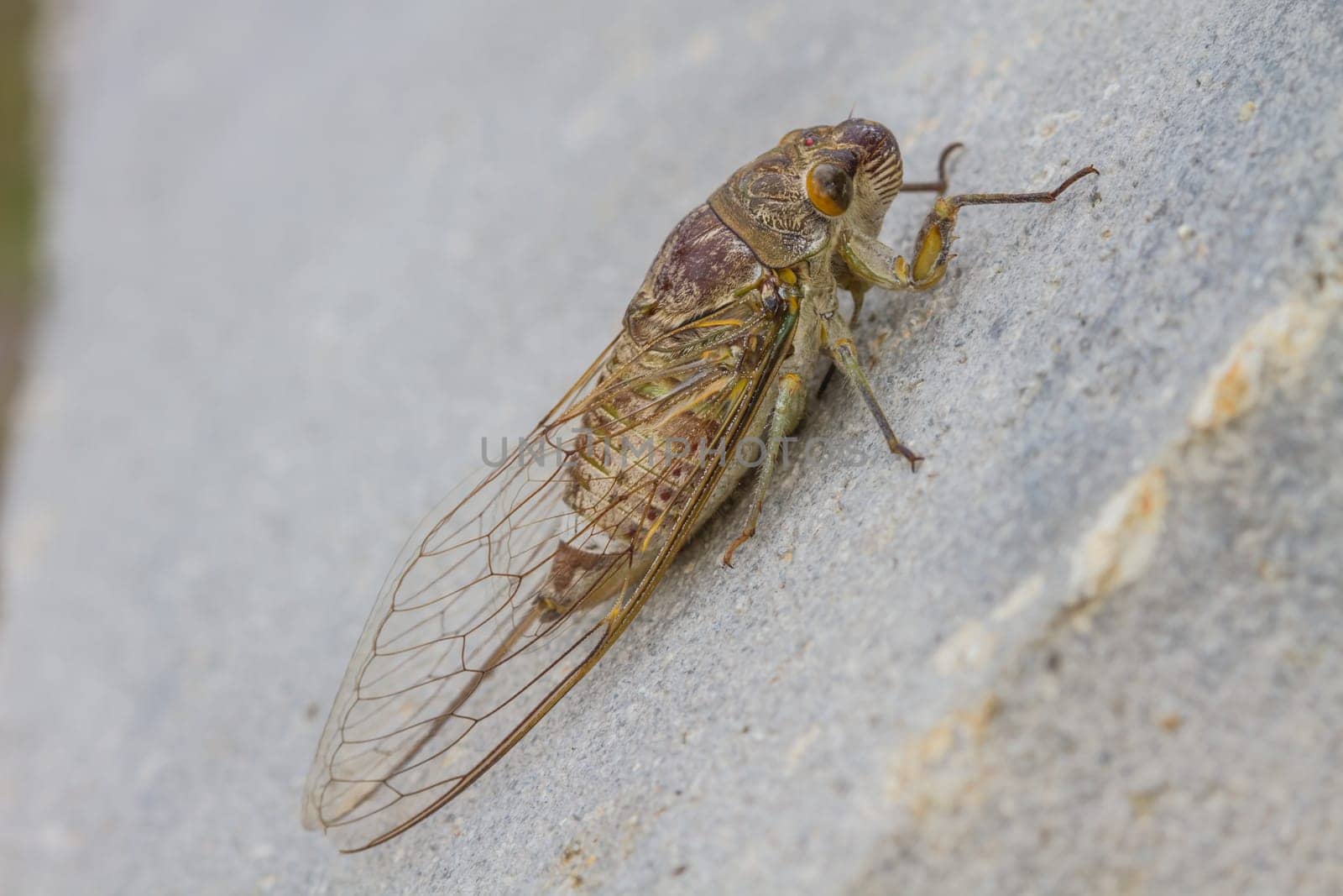 Cicadas in the ground, close up insect from nature