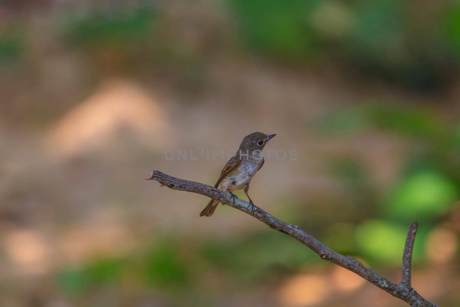 Beautiful black Flycatcher bird, Dark-sided Flycatcher (Muscicapa sibirica), standing on a branch