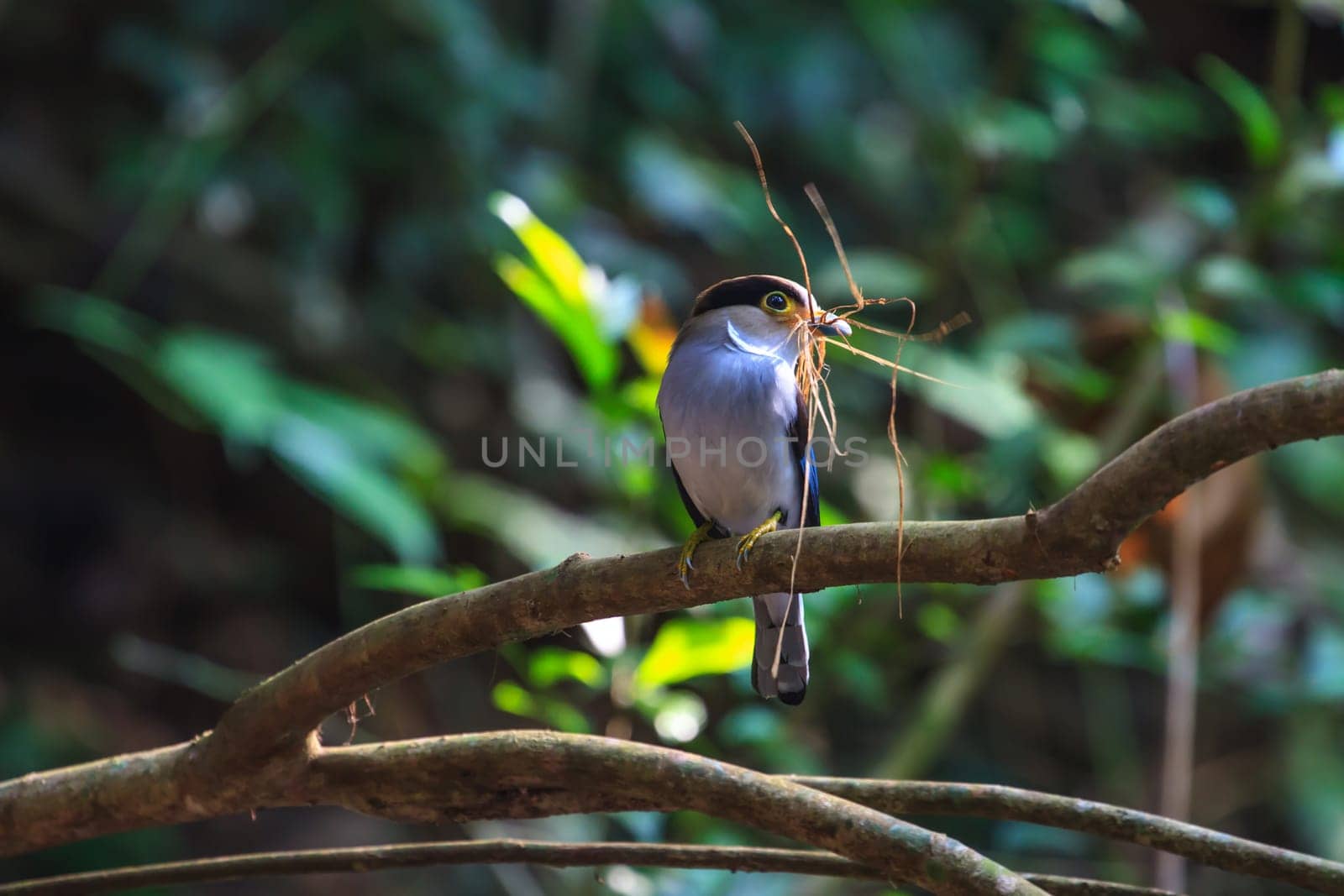 Silver-breasted Broadbill (Serilophus lunatus) beautiful bird on a branch