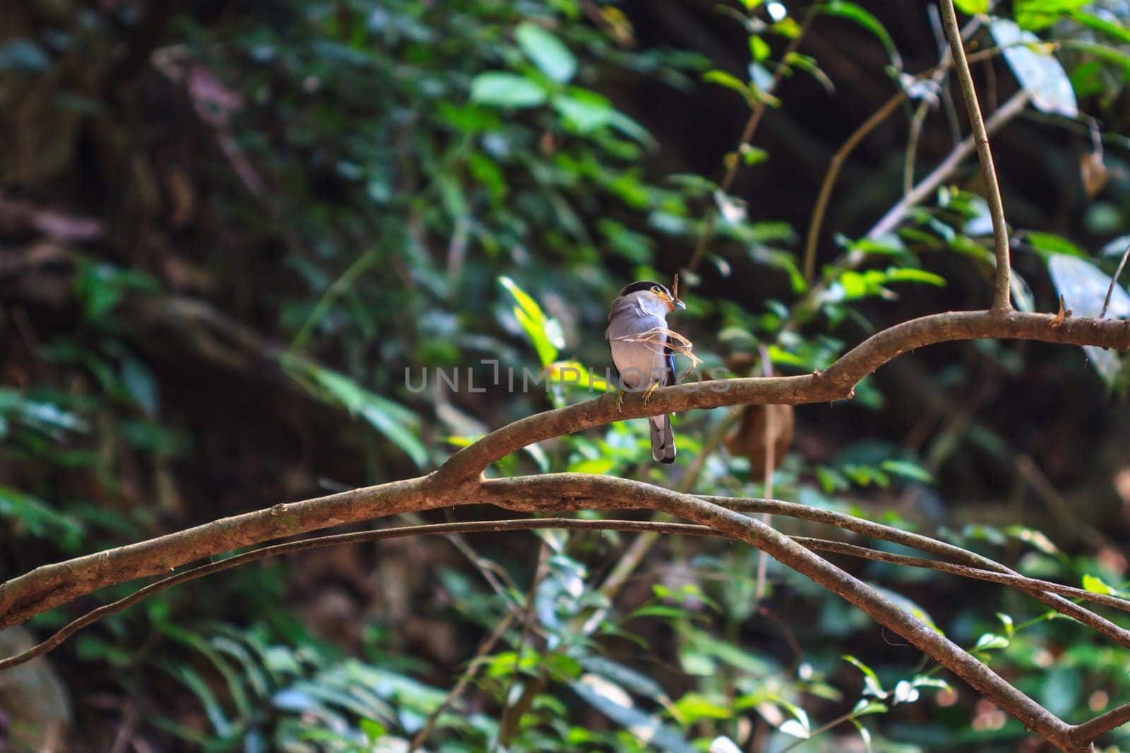 colorful bird Silver-breasted broadbill (Serilophus lunatus) on tree branch