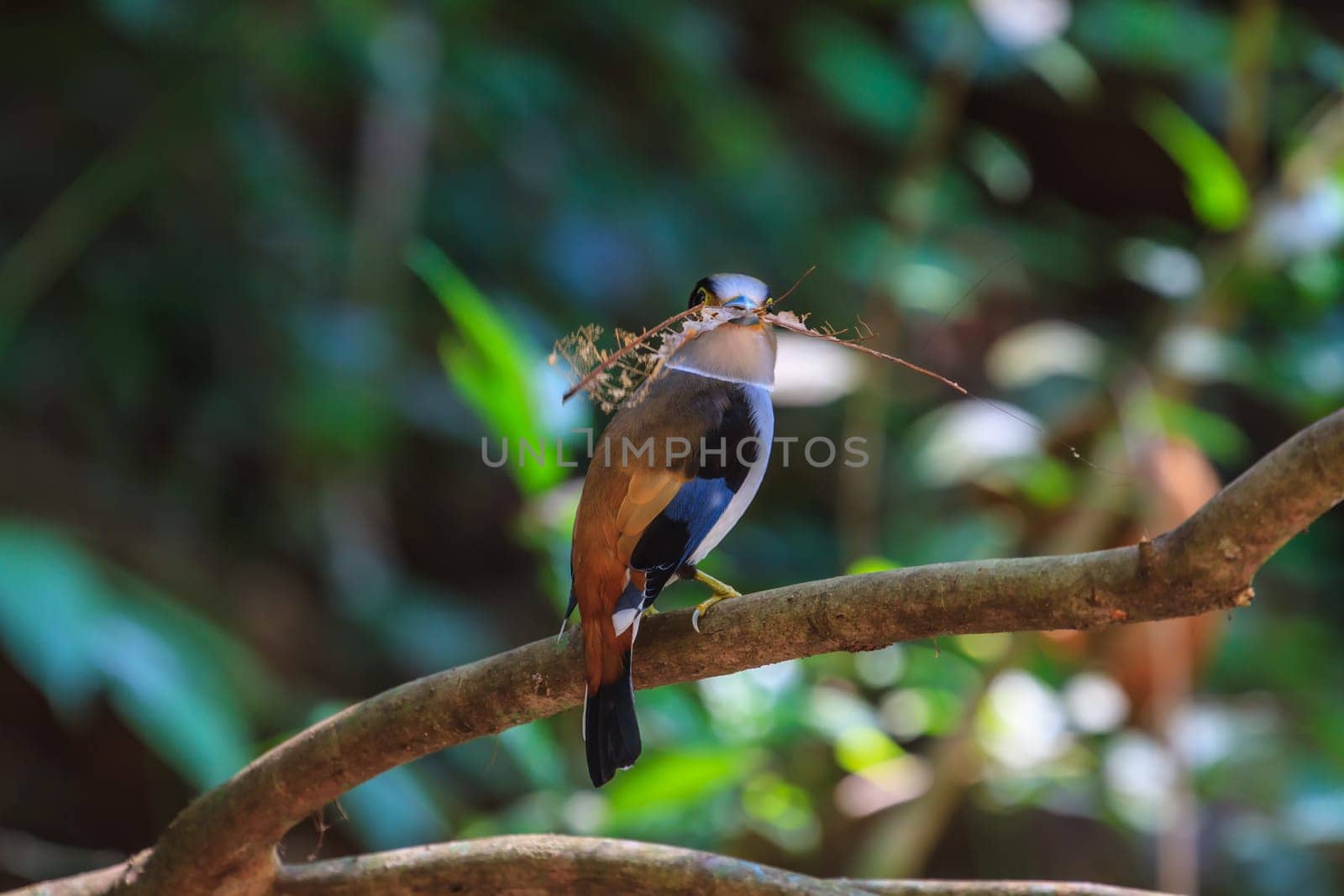 colorful bird Silver-breasted broadbill (Serilophus lunatus) on tree branch