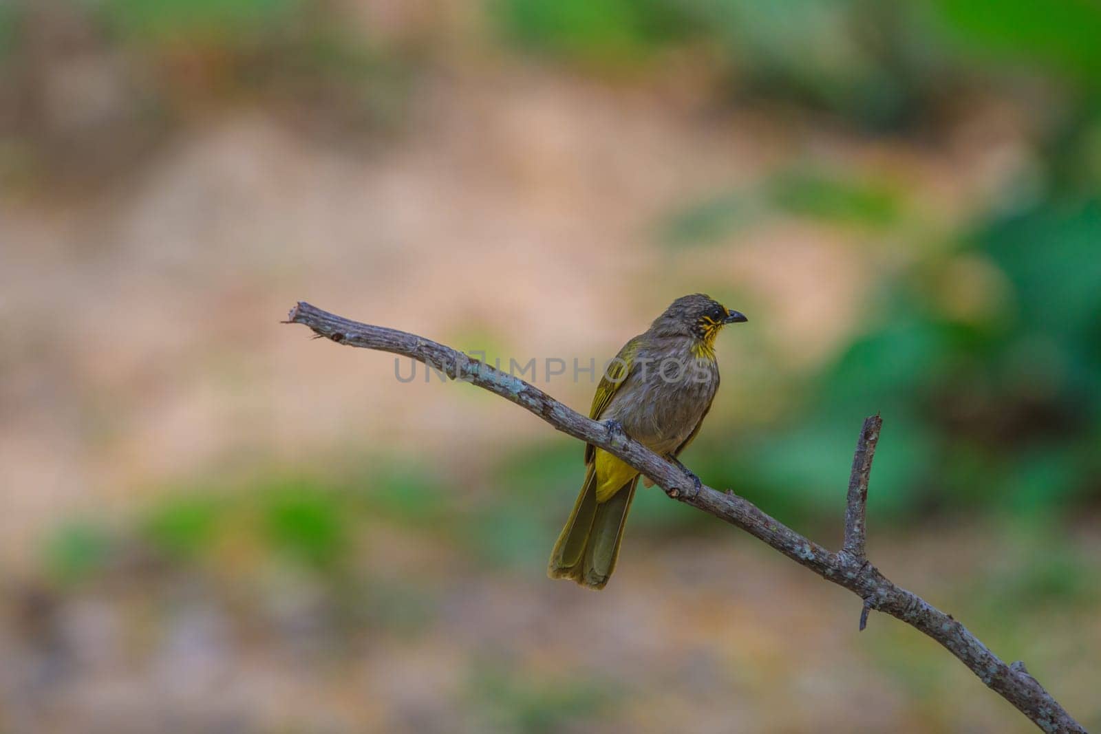 Stripe-throated Bulbul Bird, standing on a branch in nature of thailand