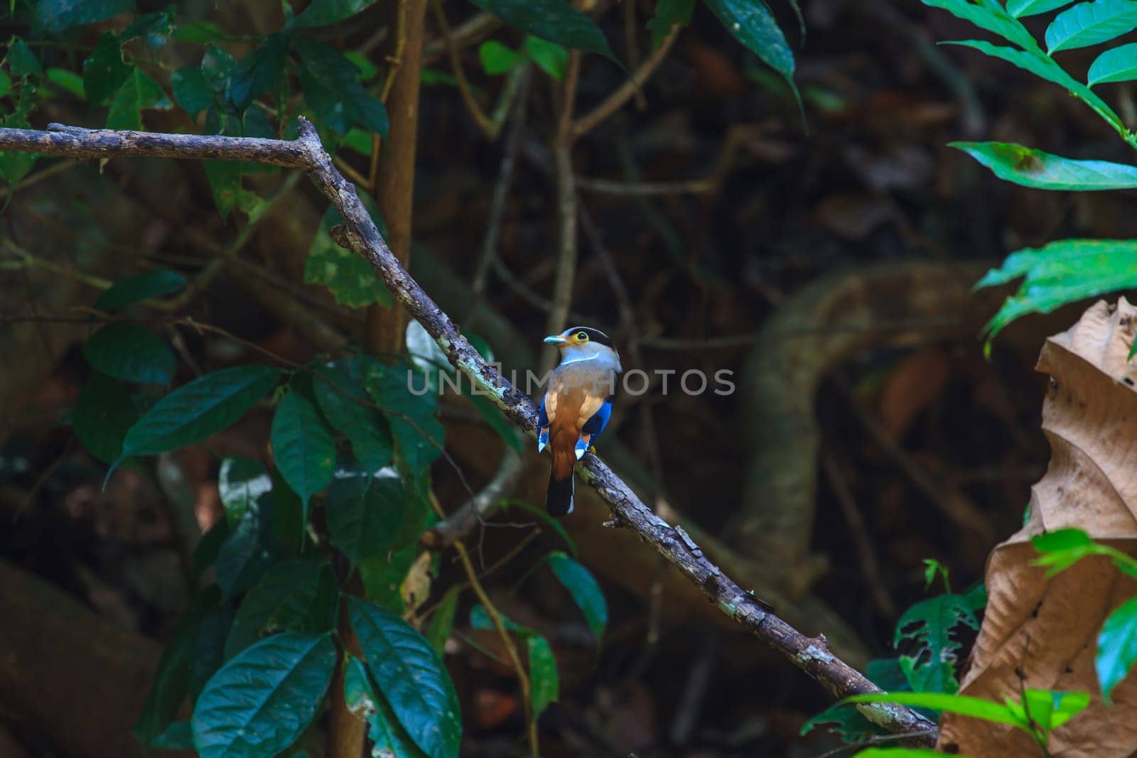 Silver-breasted Broadbill (Serilophus lunatus) beautiful bird on a branch