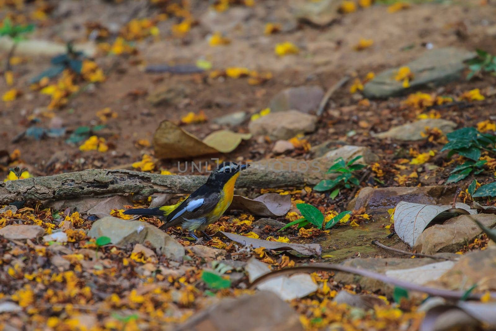 Male Yellow-rumped flycatcher (Ficedula zanthopygia) in nature of Thailand
