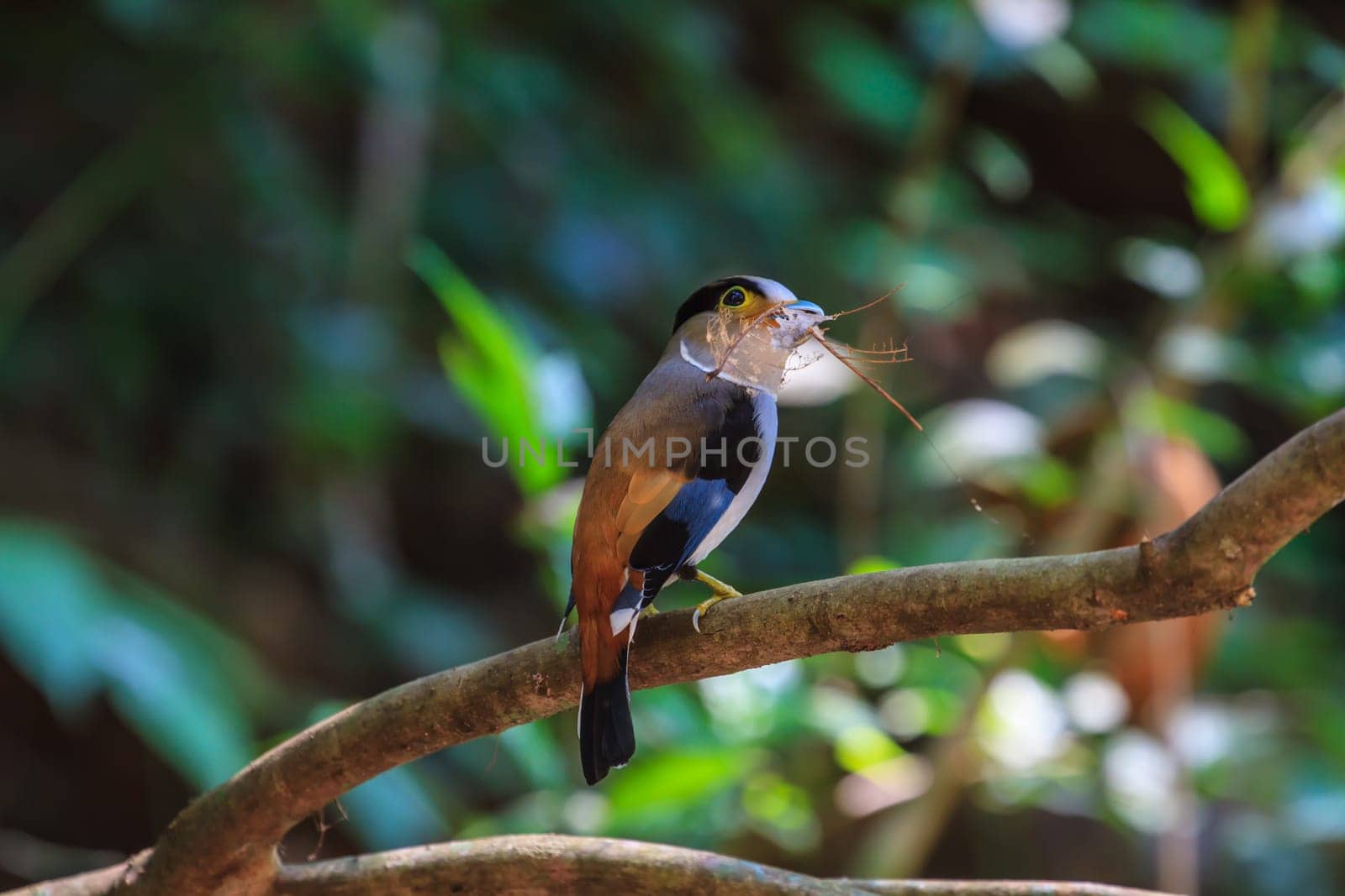 colorful bird Silver-breasted broadbill (Serilophus lunatus) on tree branch