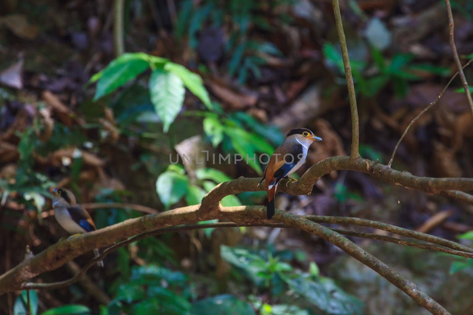 Silver-breasted Broadbill (Serilophus lunatus) beautiful bird on a branch