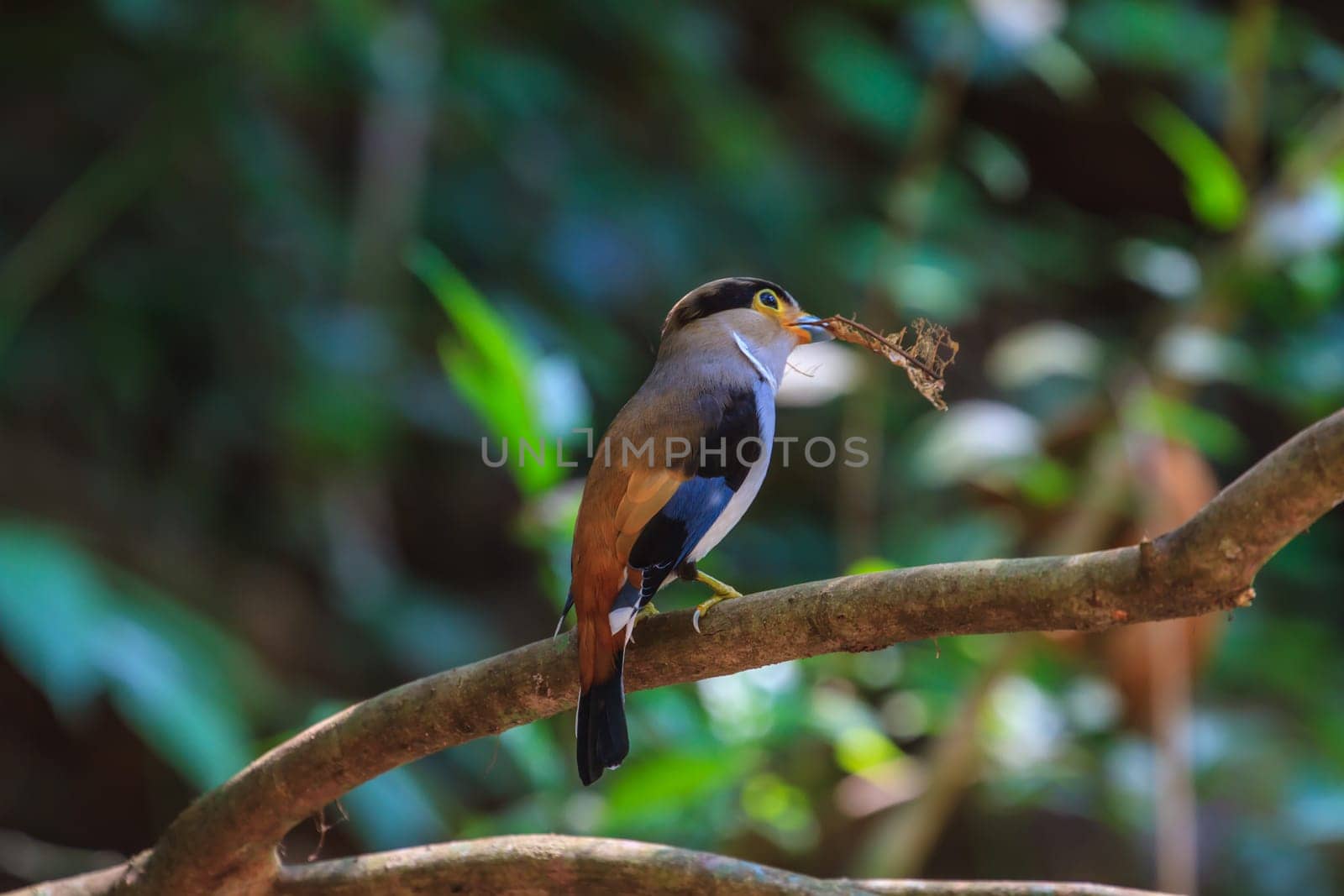 colorful bird Silver-breasted broadbill (Serilophus lunatus) on tree branch