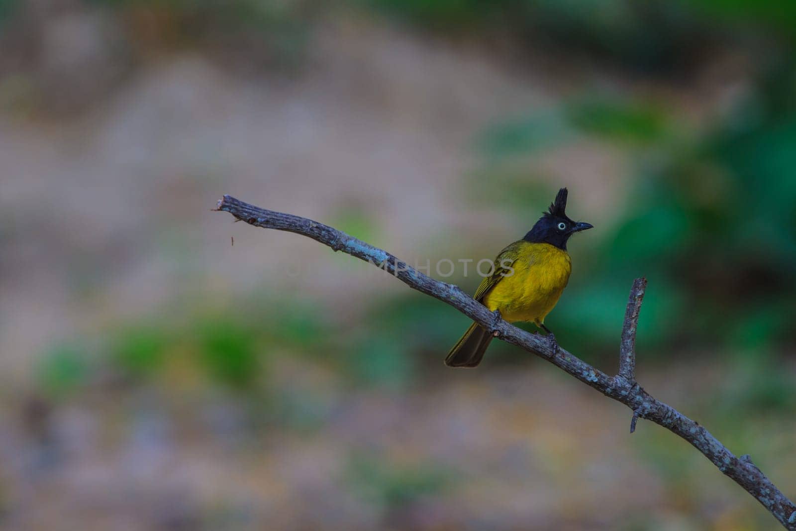 Beautiful bird Black-crested Bulbul , Pycnonotus melanicterus  perched on a branch