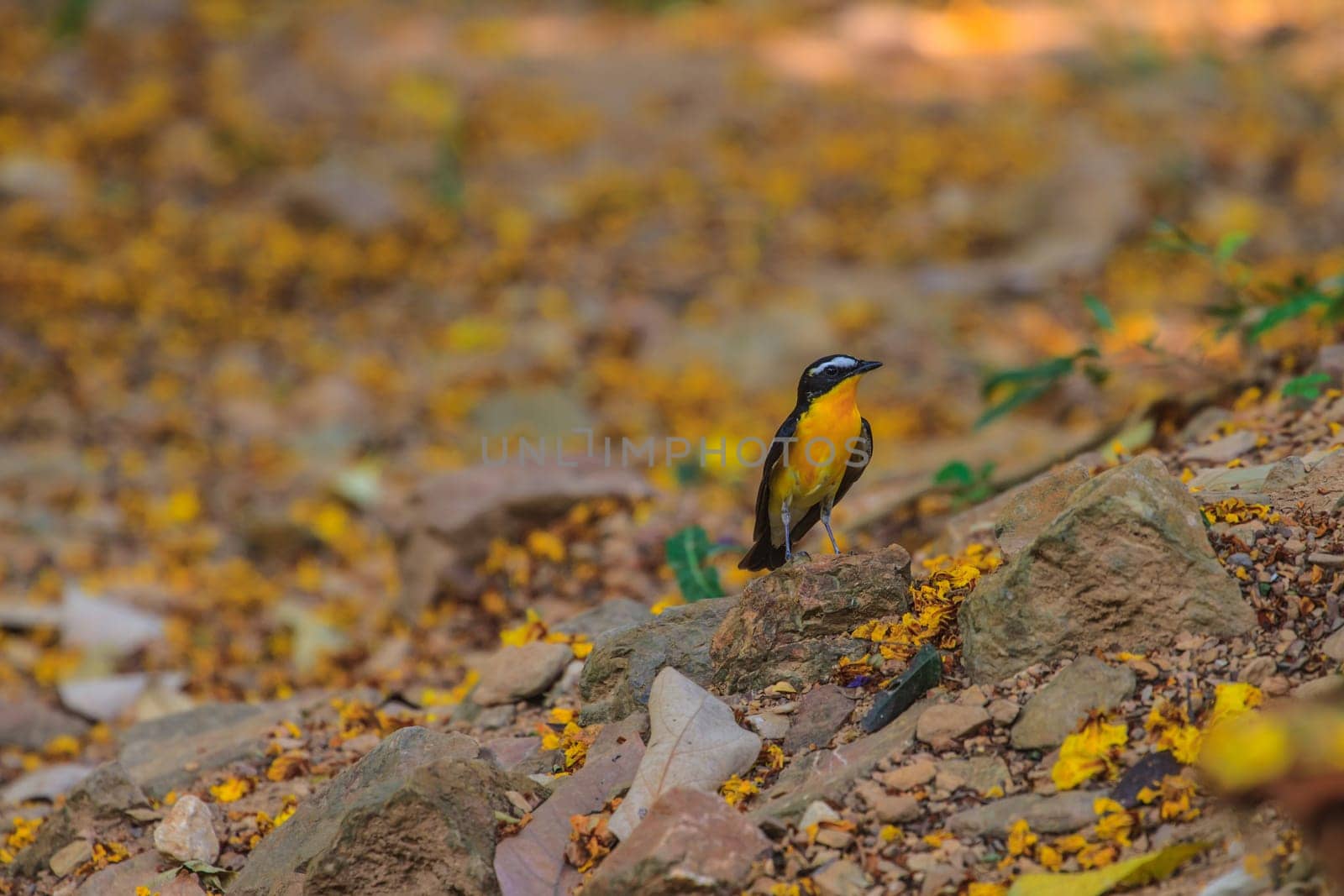 Male Yellow-rumped flycatcher (Ficedula zanthopygia) in nature of Thailand