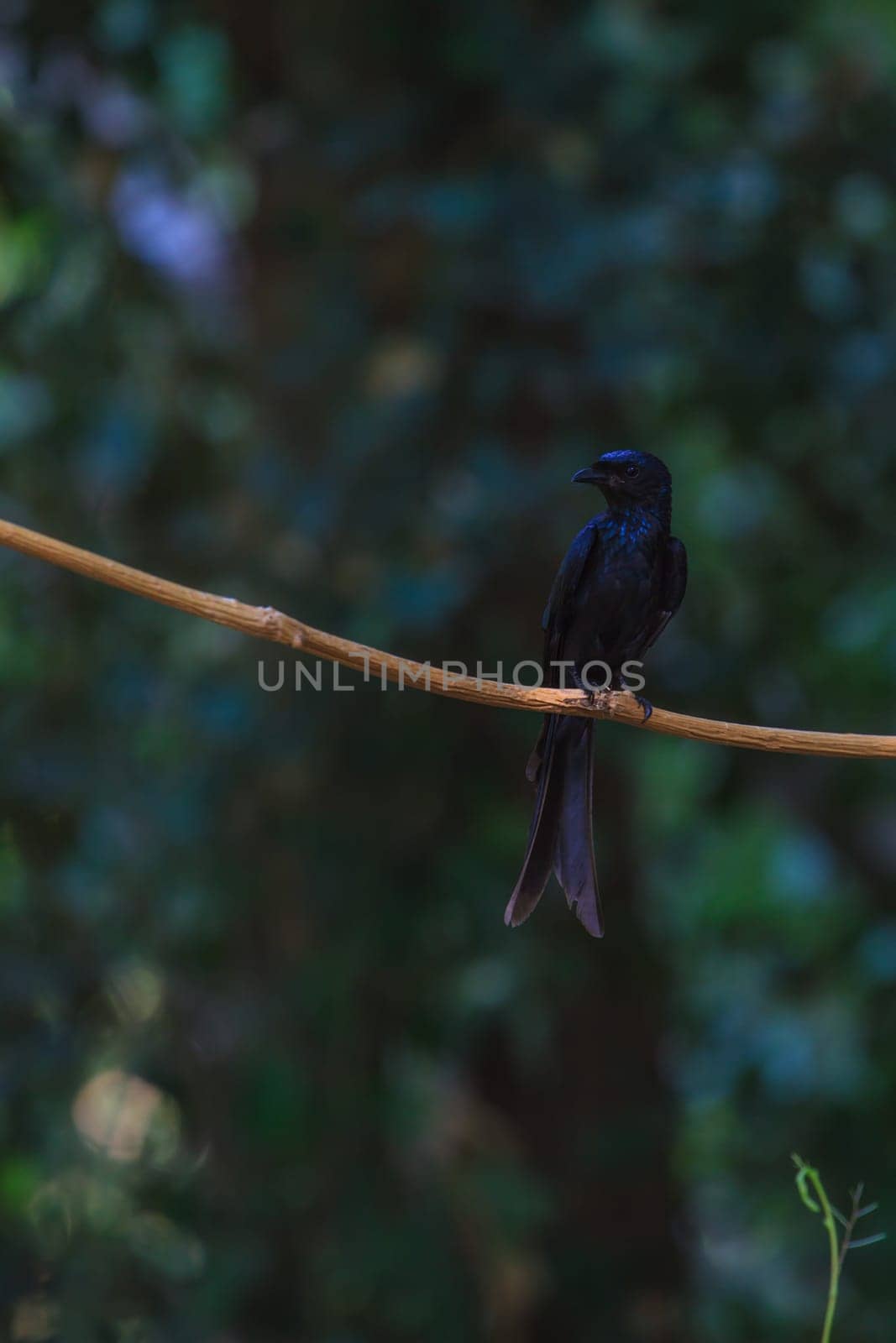 Black drongo, Dicrurus Macrocercus, beautiful bird in forest