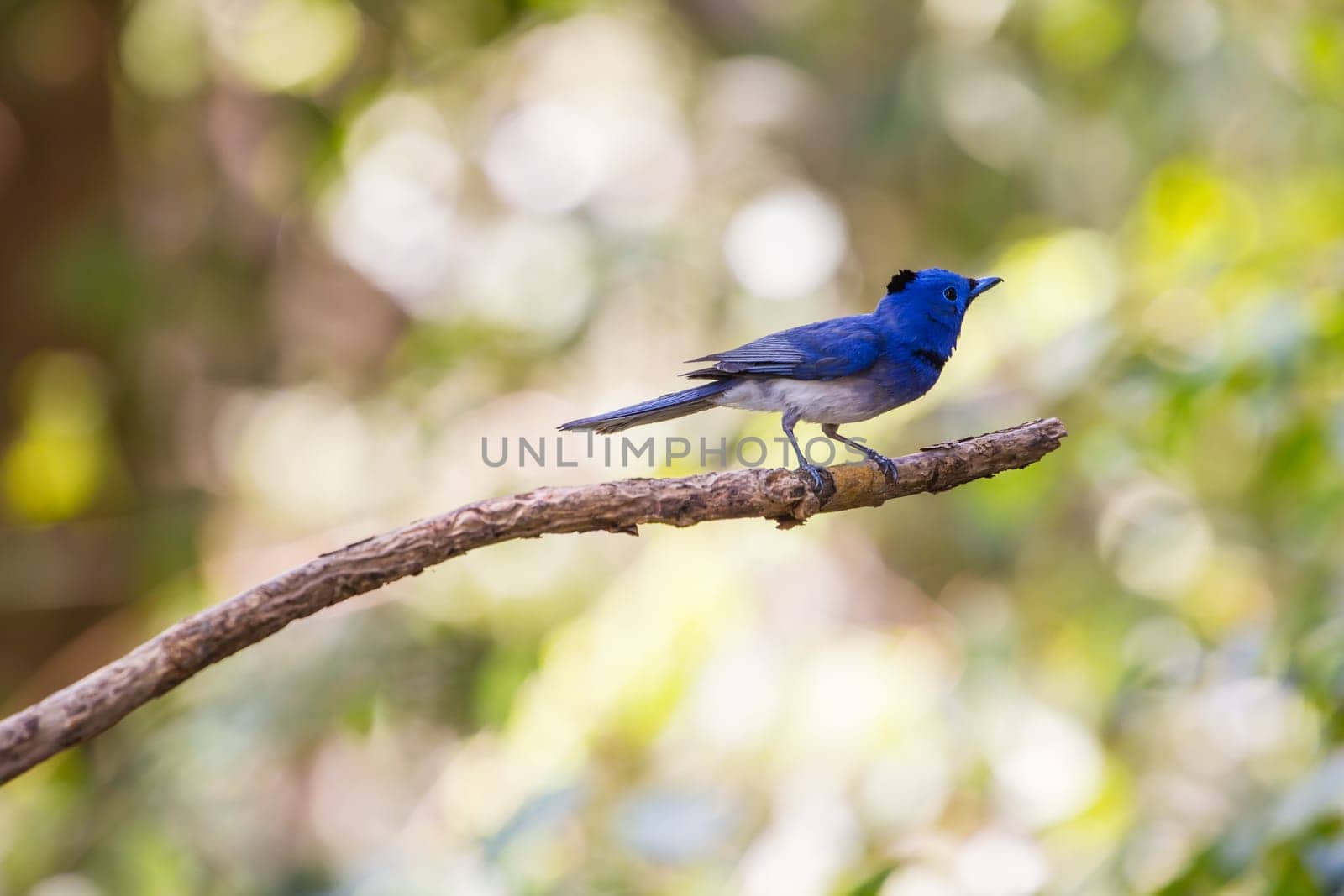 Black-naped monarch (Hypothymis azurea) bird in nature  perching on a branch